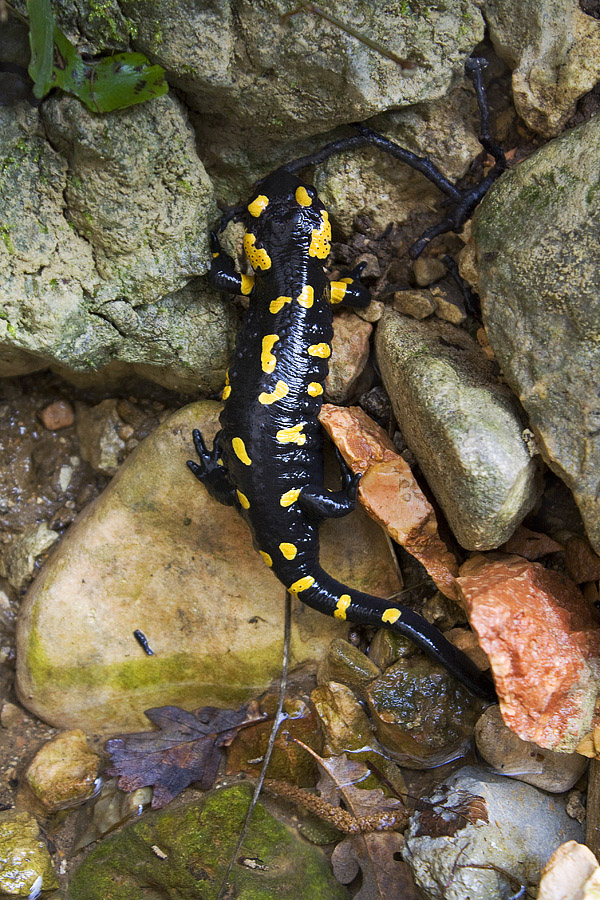 Salamander to Ponte di Veja