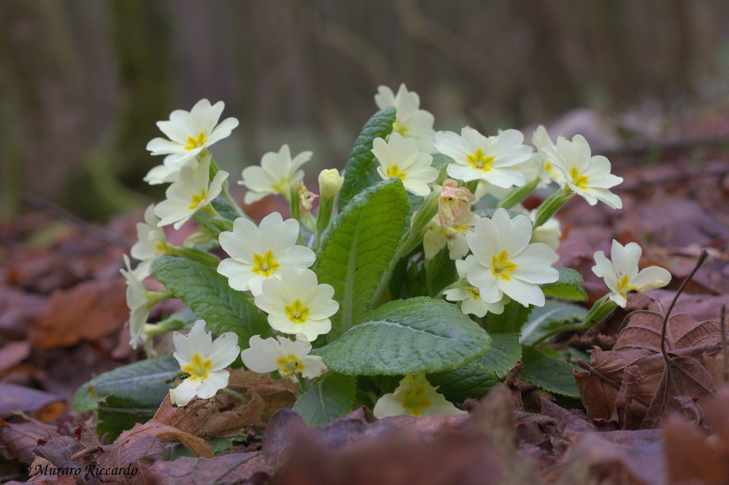Assaggio primaverile...