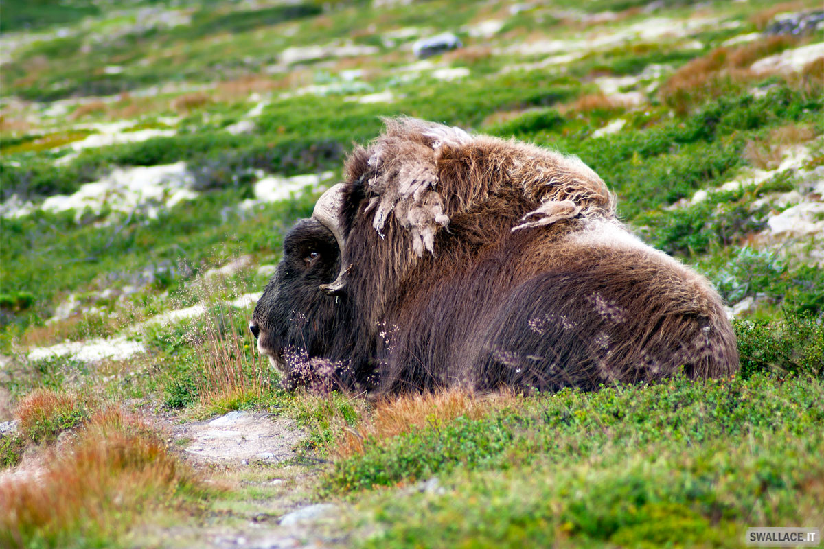 BUE musky - Norway -