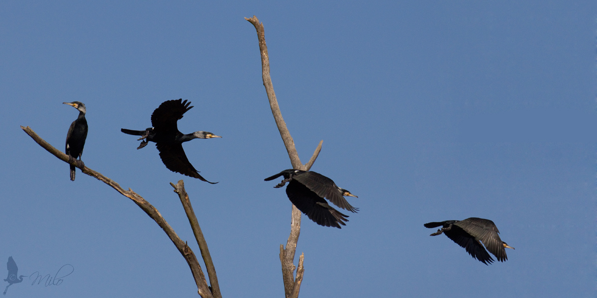 Cormorant leaving