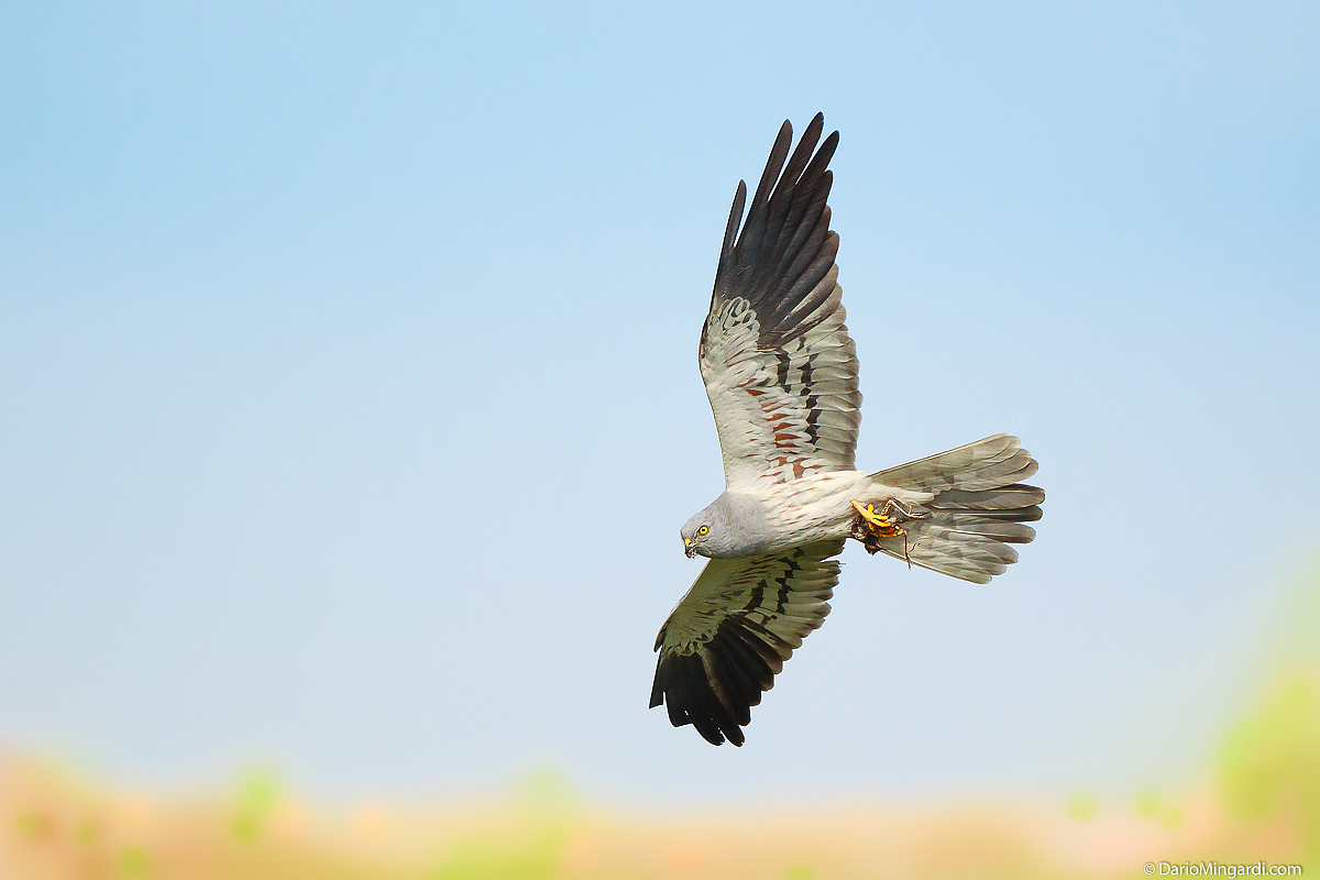 Harrier with breakfast