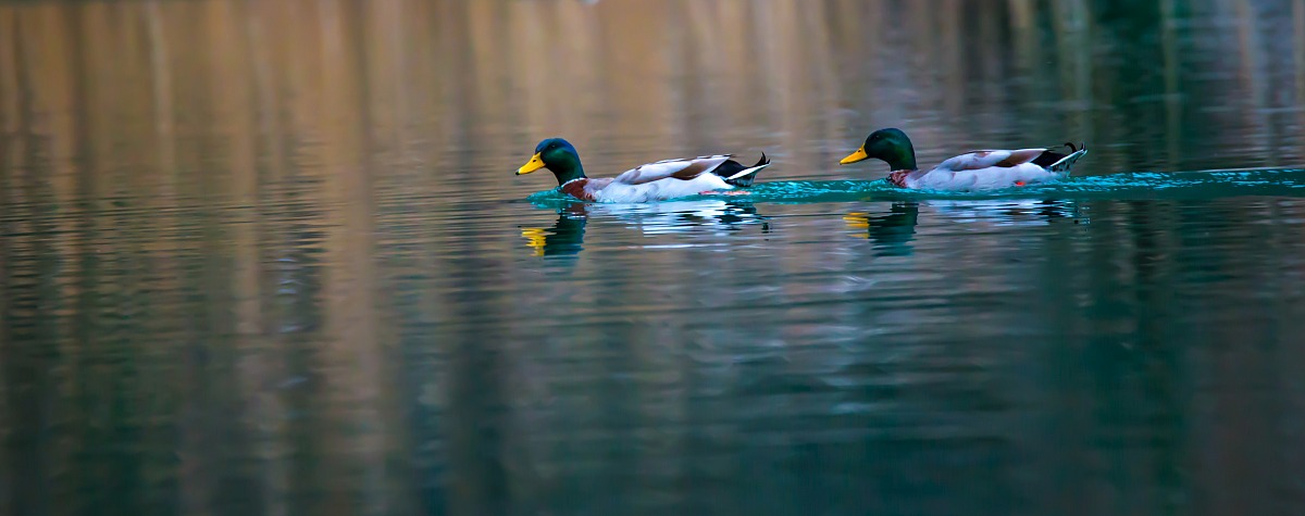 Due - Sciujafemmine!!