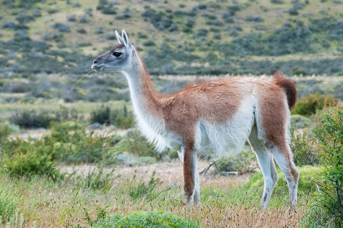 Guanaco