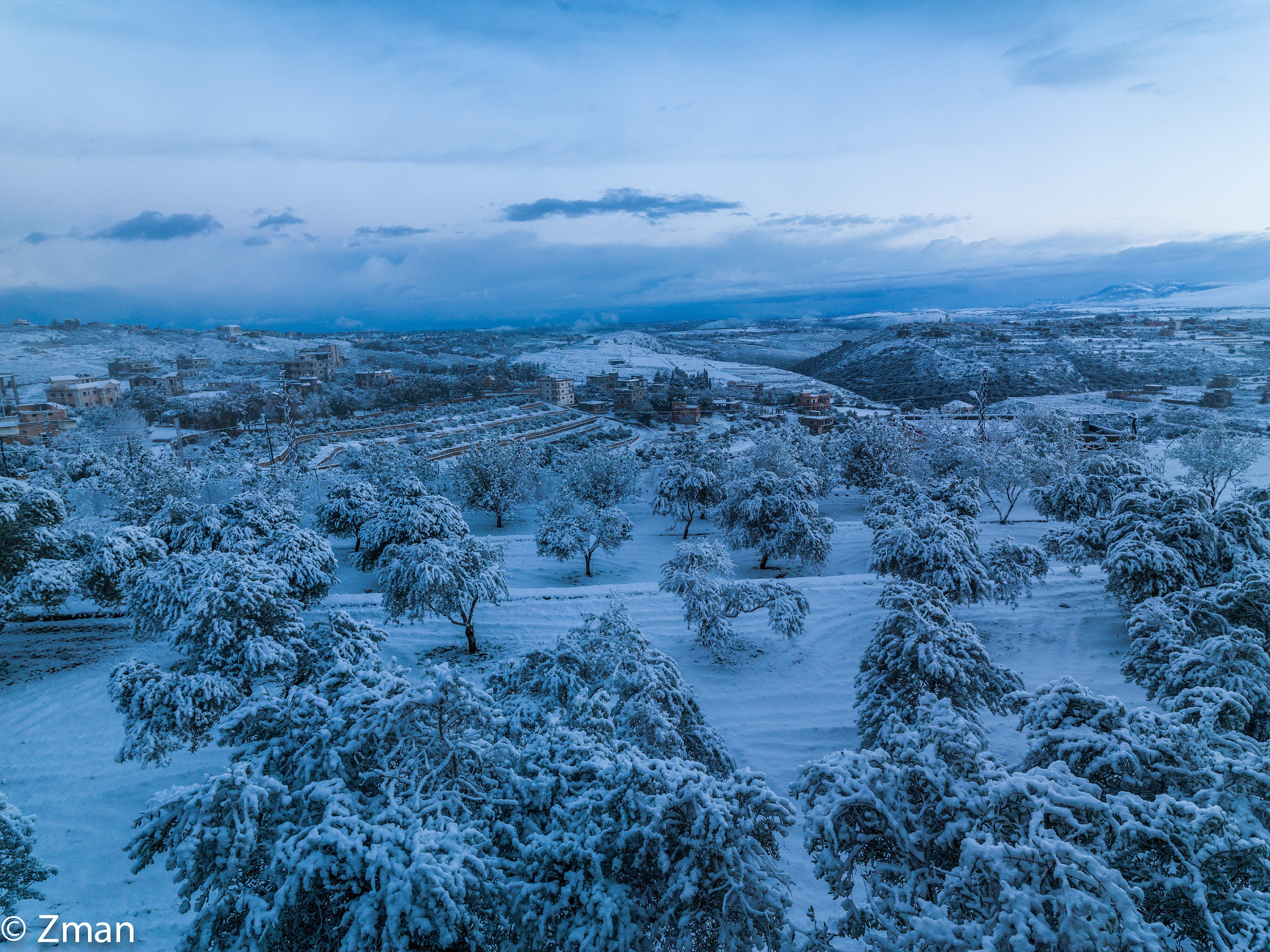 Fields of Olive Trees Under The Snow