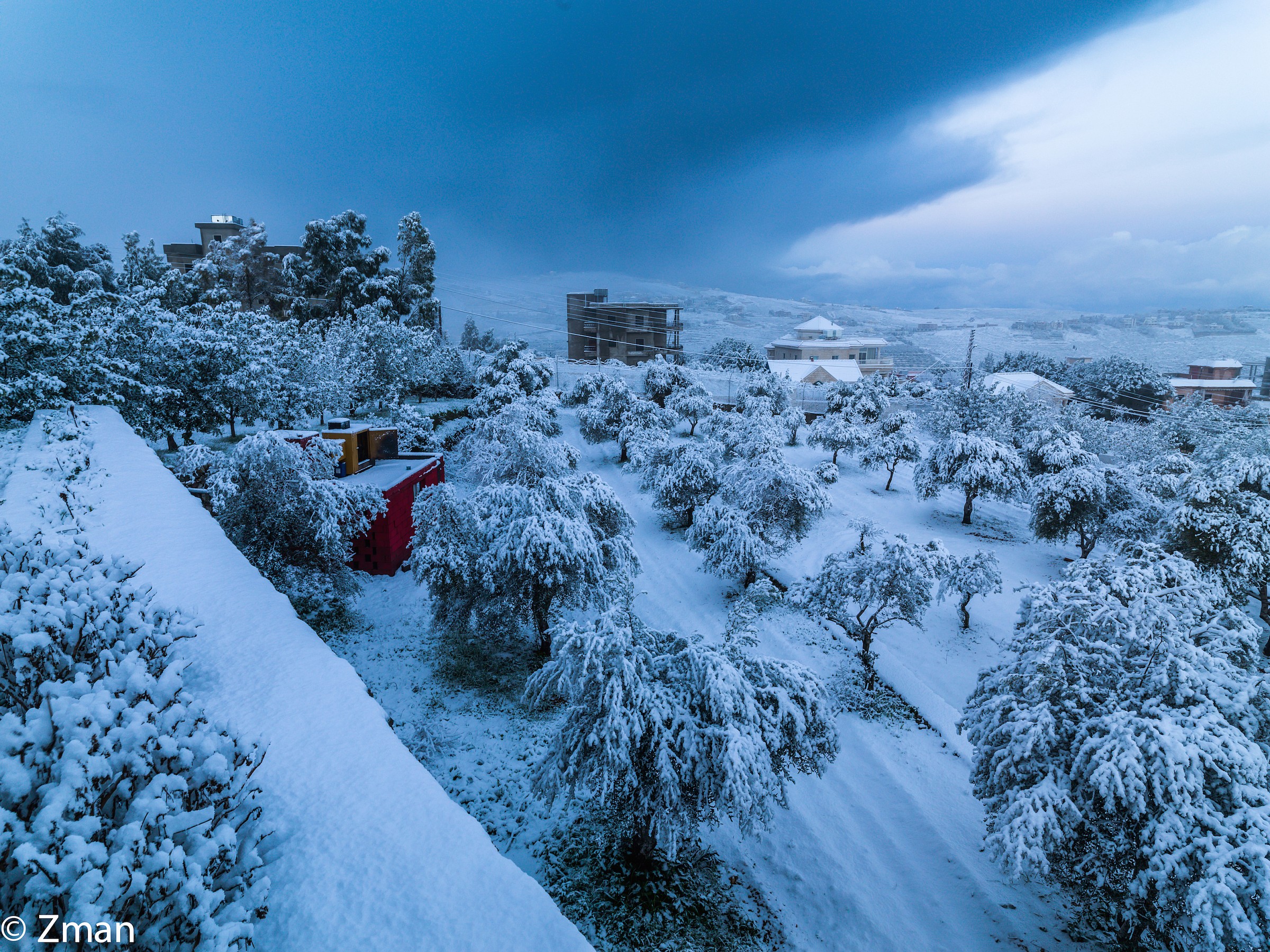 Fields of Olive Trees Under The Snow