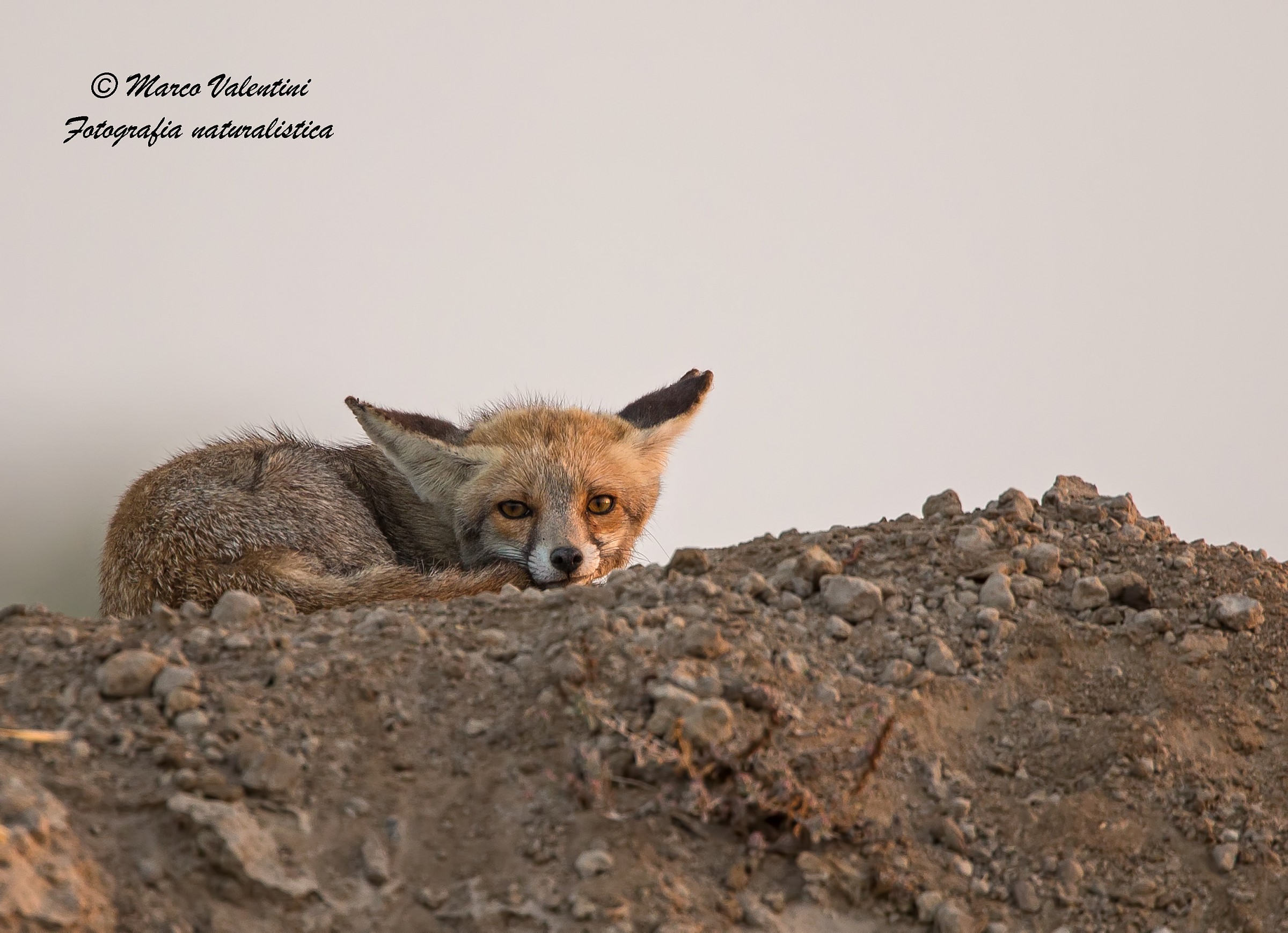 Desert Fox