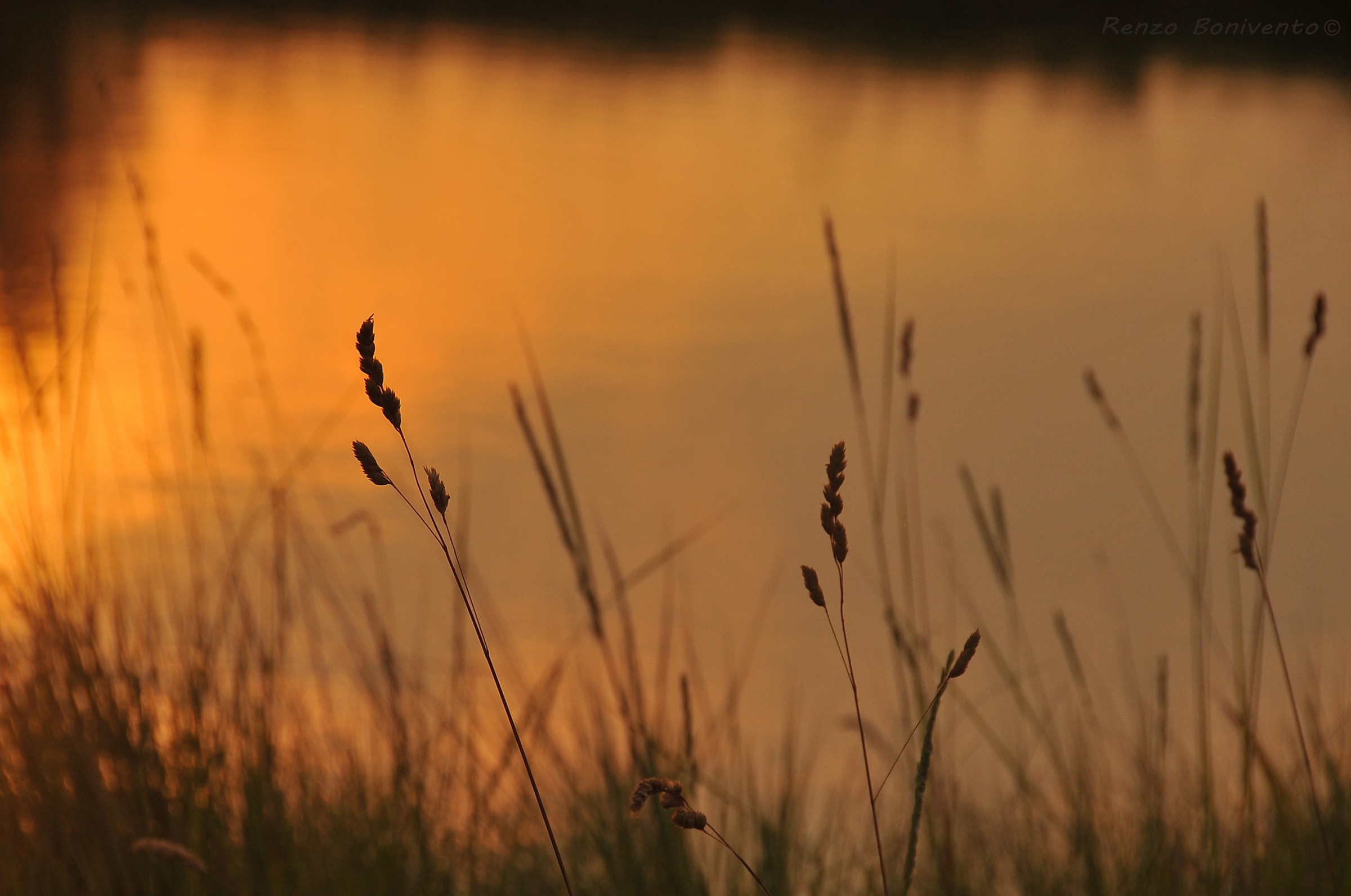 Isola Ravajarina al tramonto - Laguna di Grado
