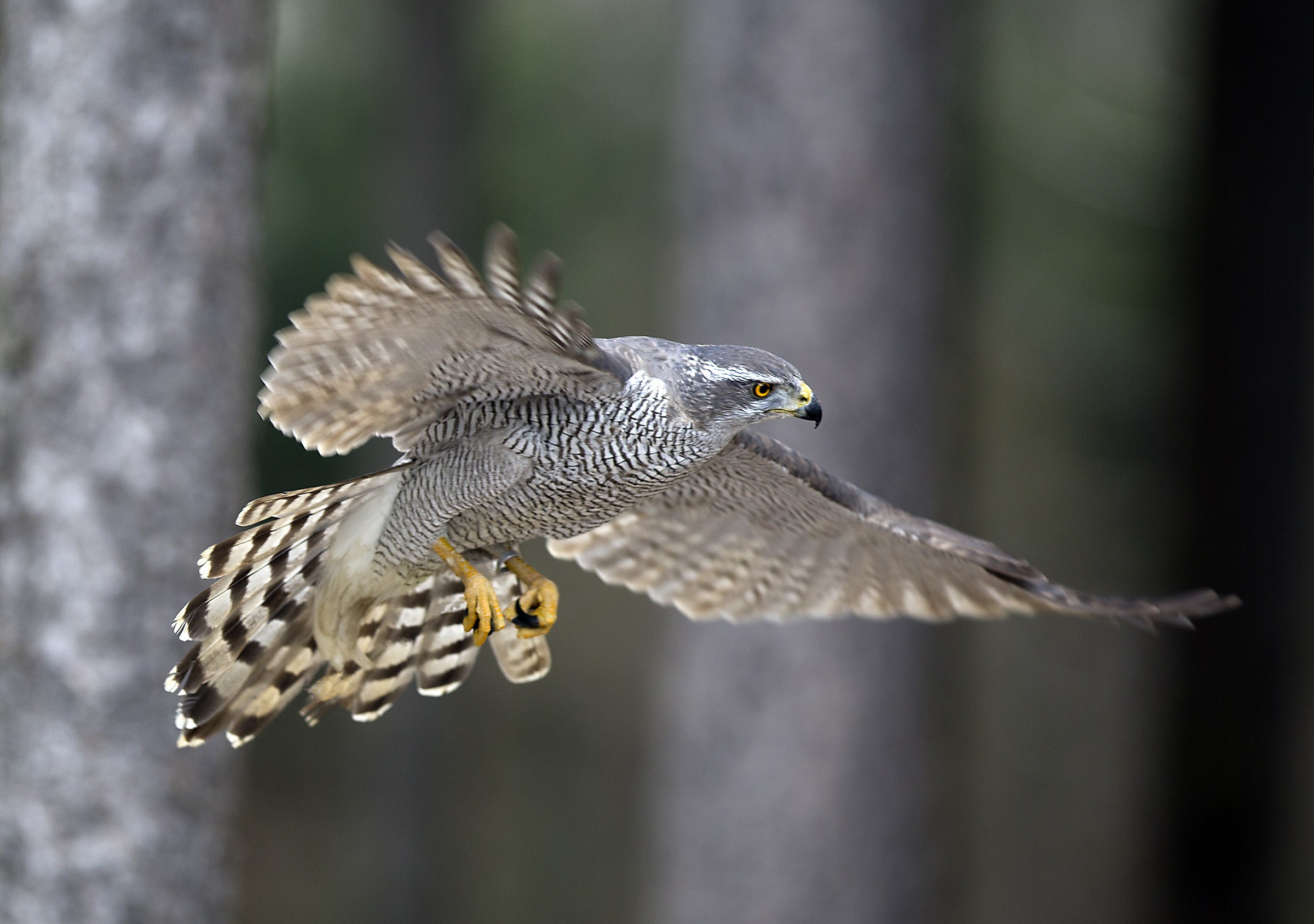 Goshawk