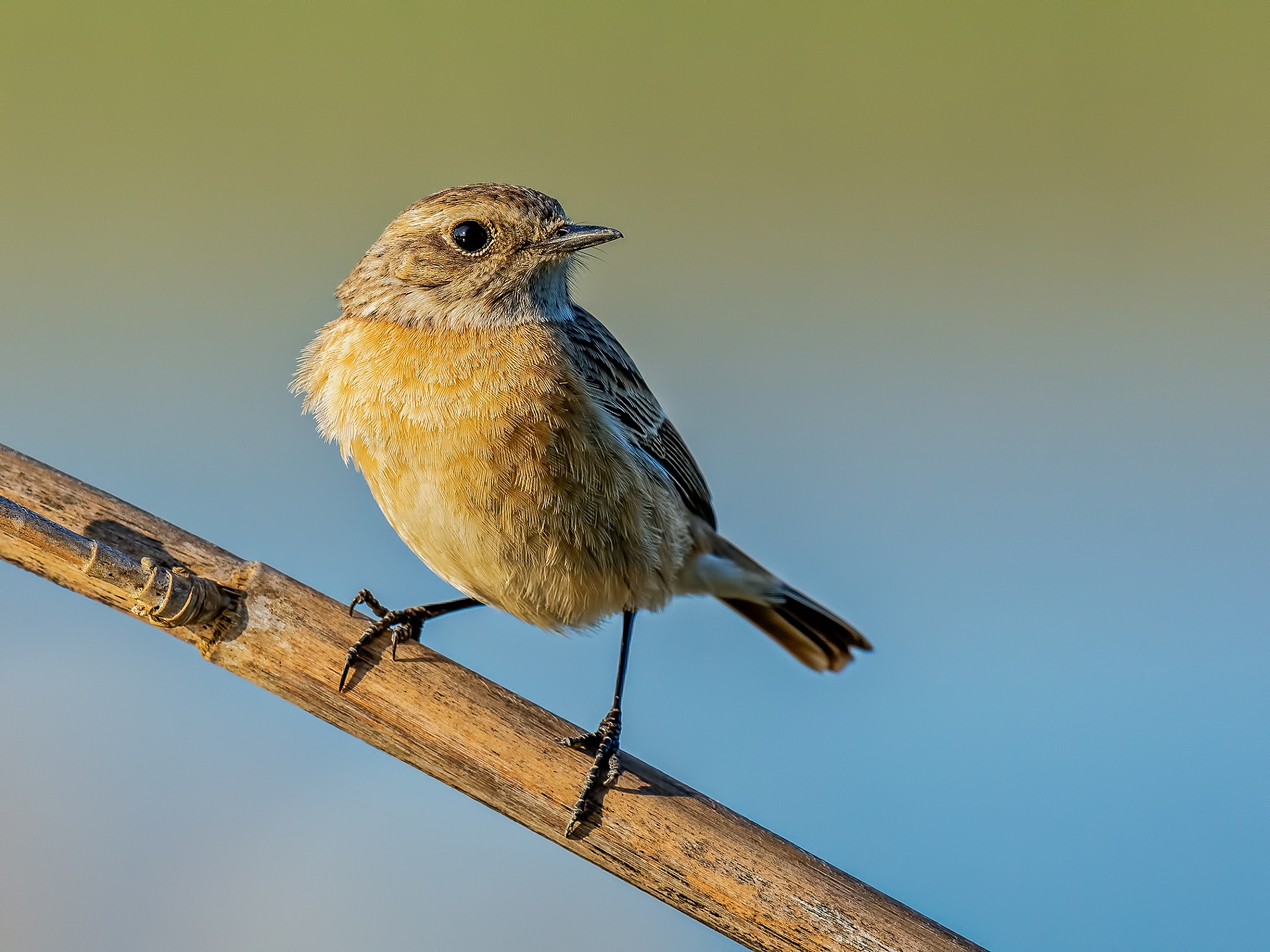 Stonechat female