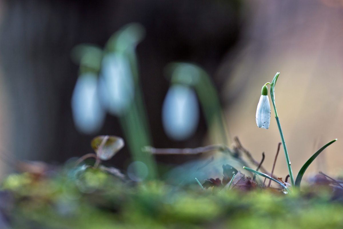 Il risveglio della natura.