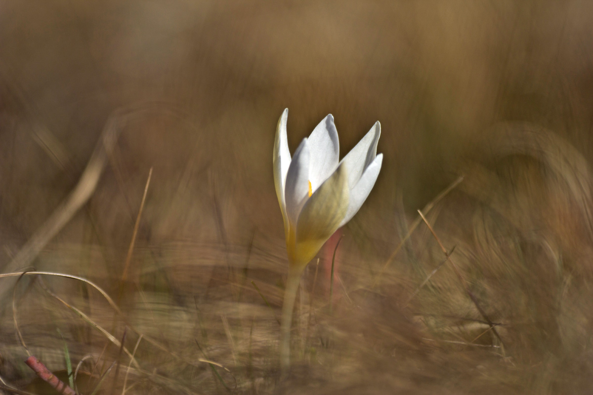 Il risveglio della natura.