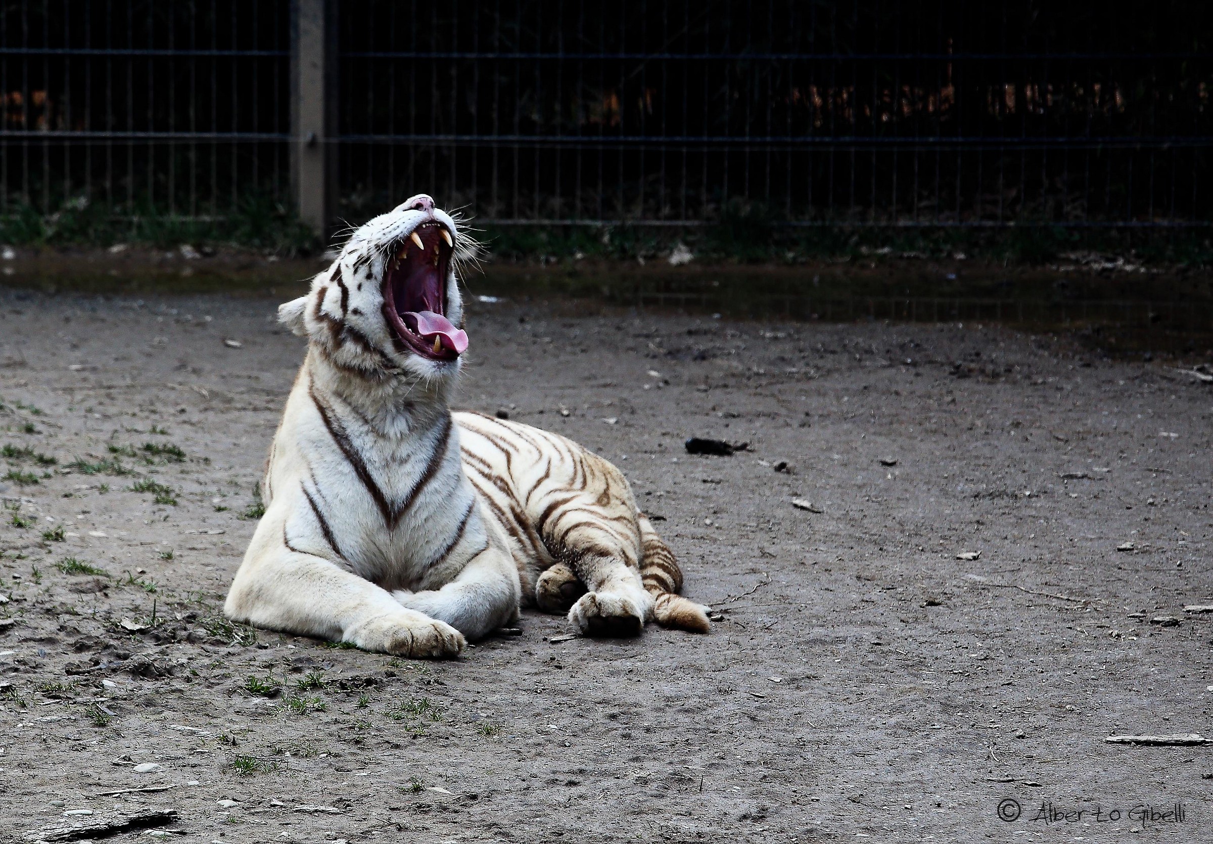 Tigre del bengala bianca