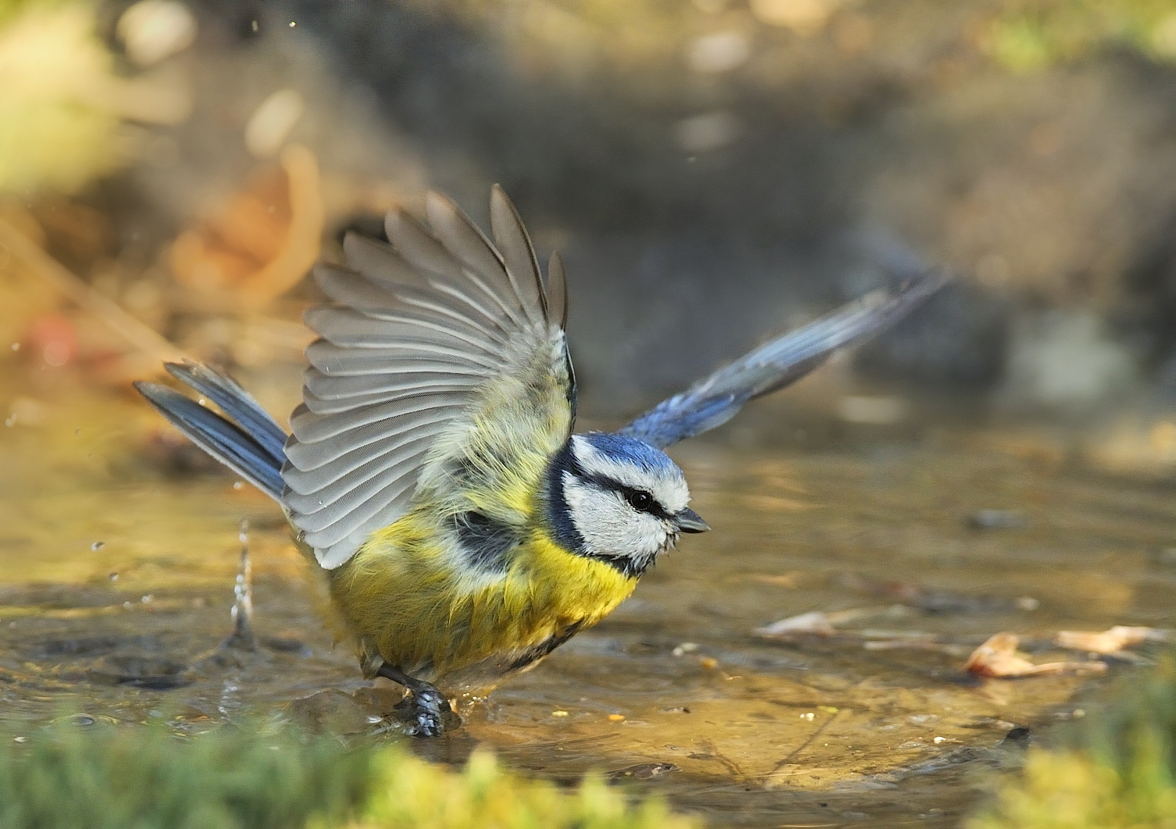 cinciarella al bagno