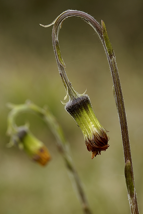 Al termine del giorno