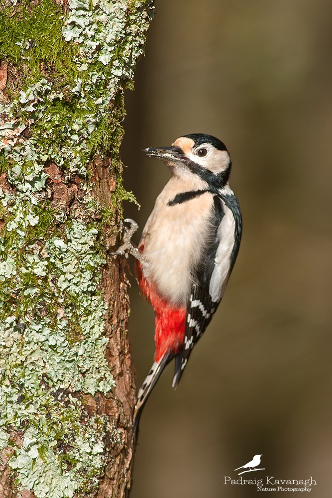 Great Spotted Woodpecker