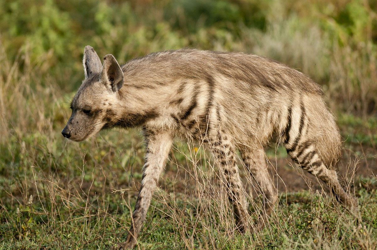 Proud to be different