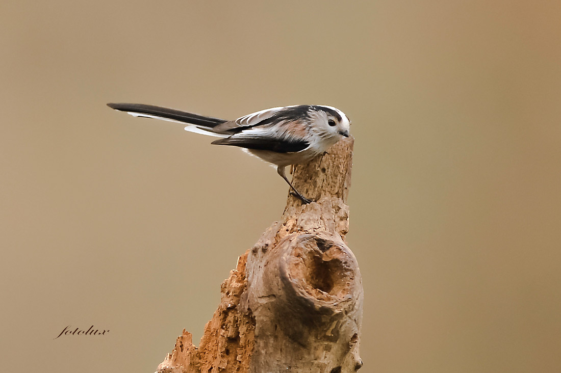 Codibugnolo (Osi Cervara) 2014