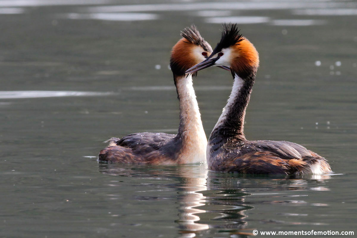 Loons ... the meeting
