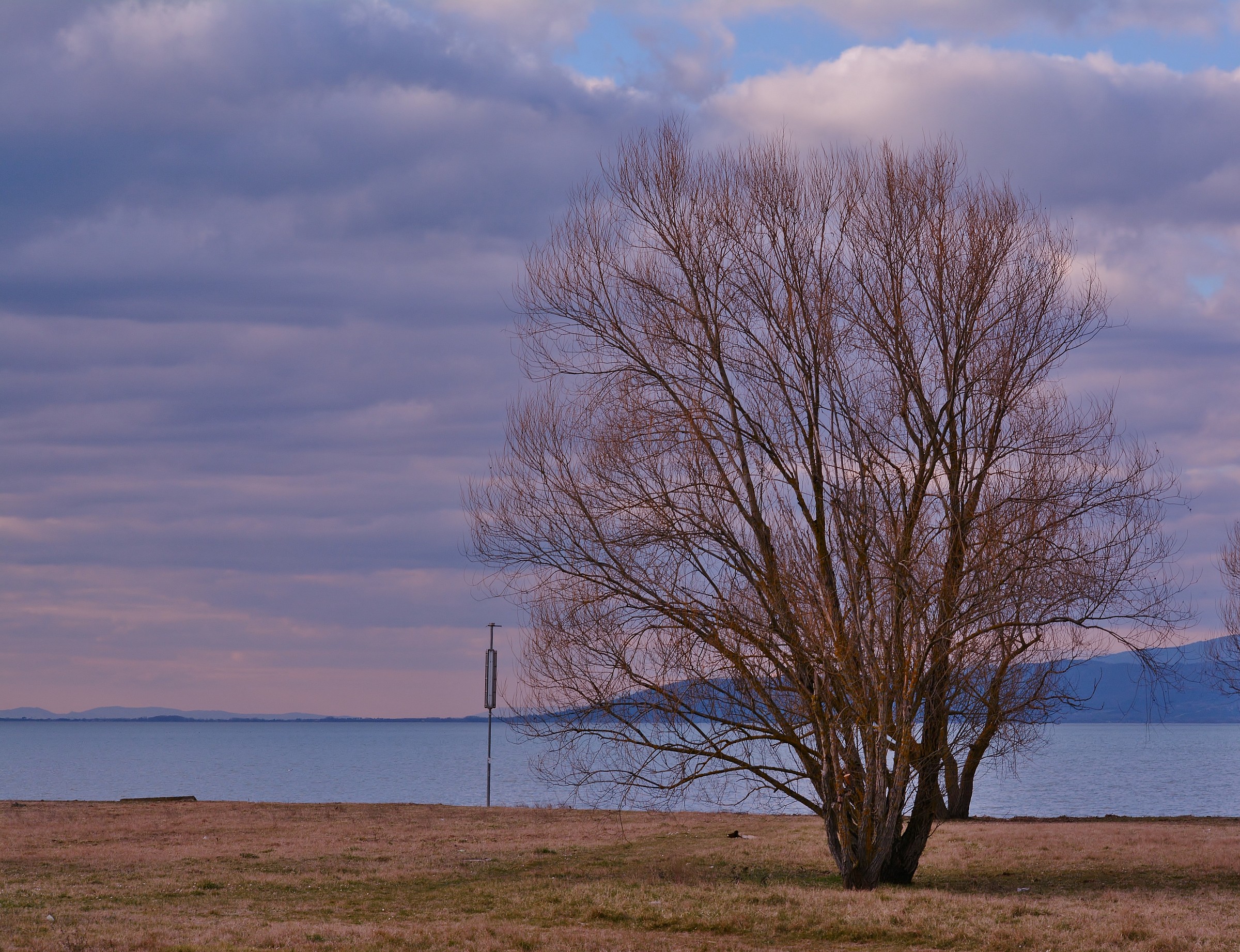 L'albero della vita.Intelligenza