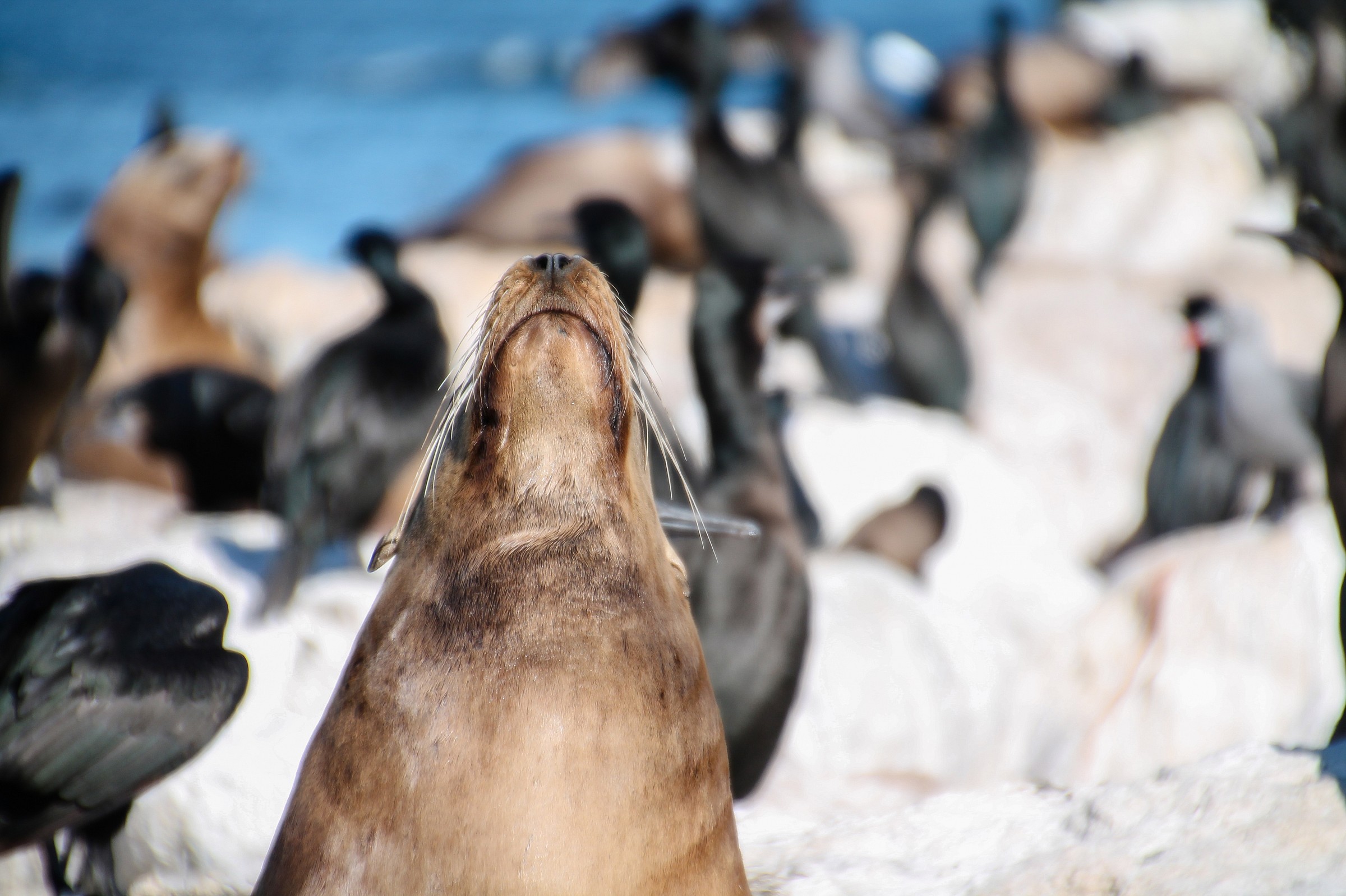 Seal