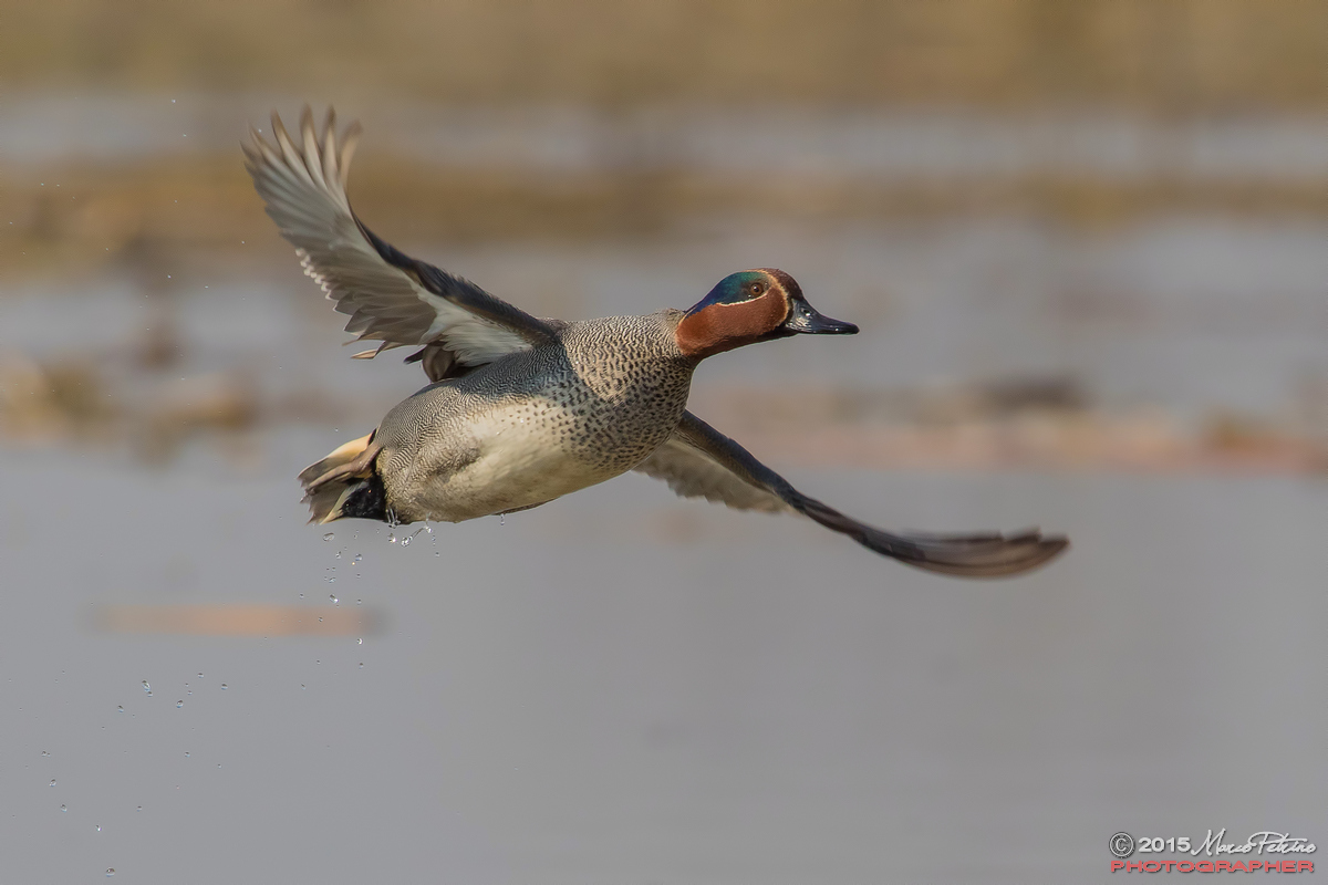 European teal (Anas Crecca)