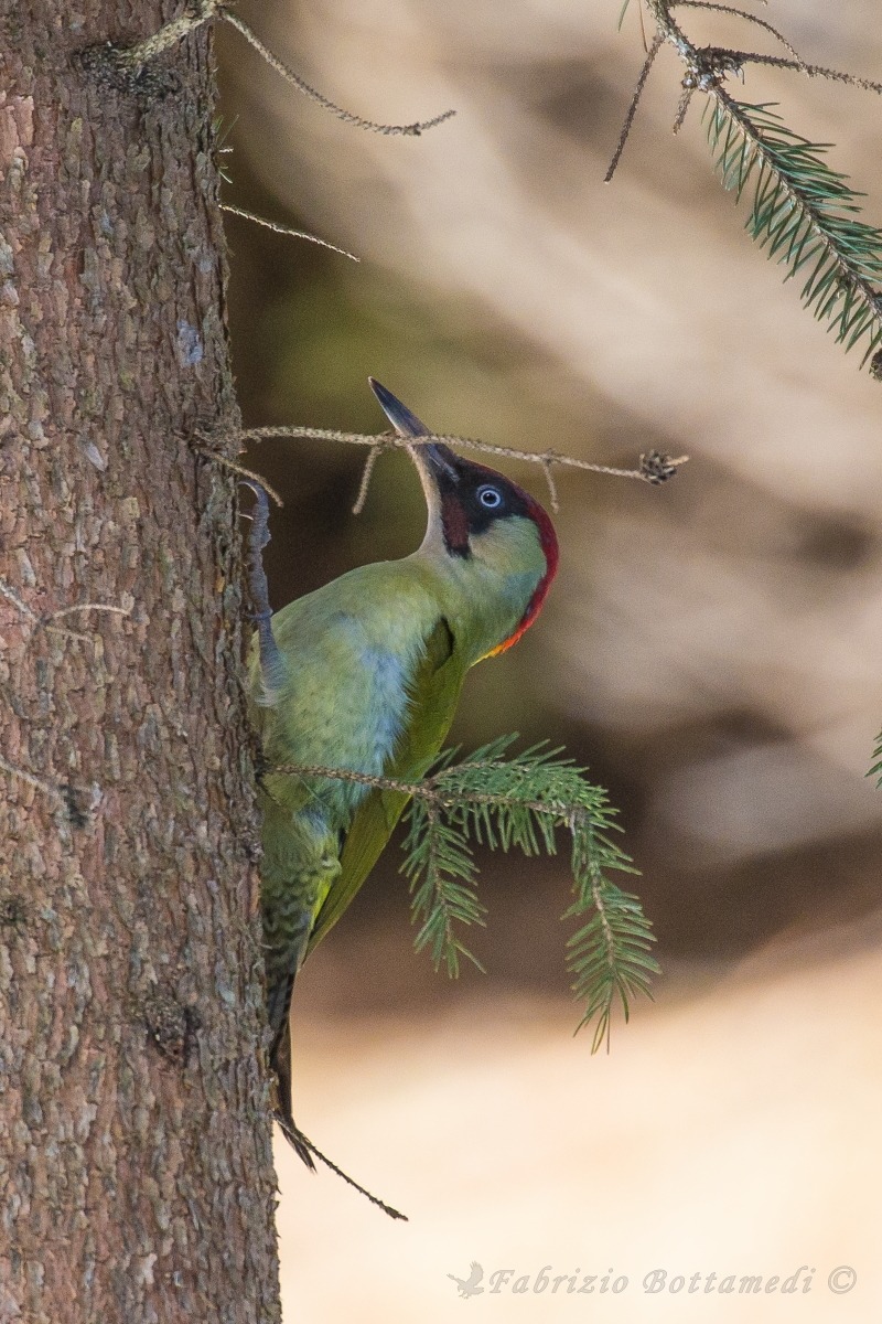 Green Woodpecker (male)
