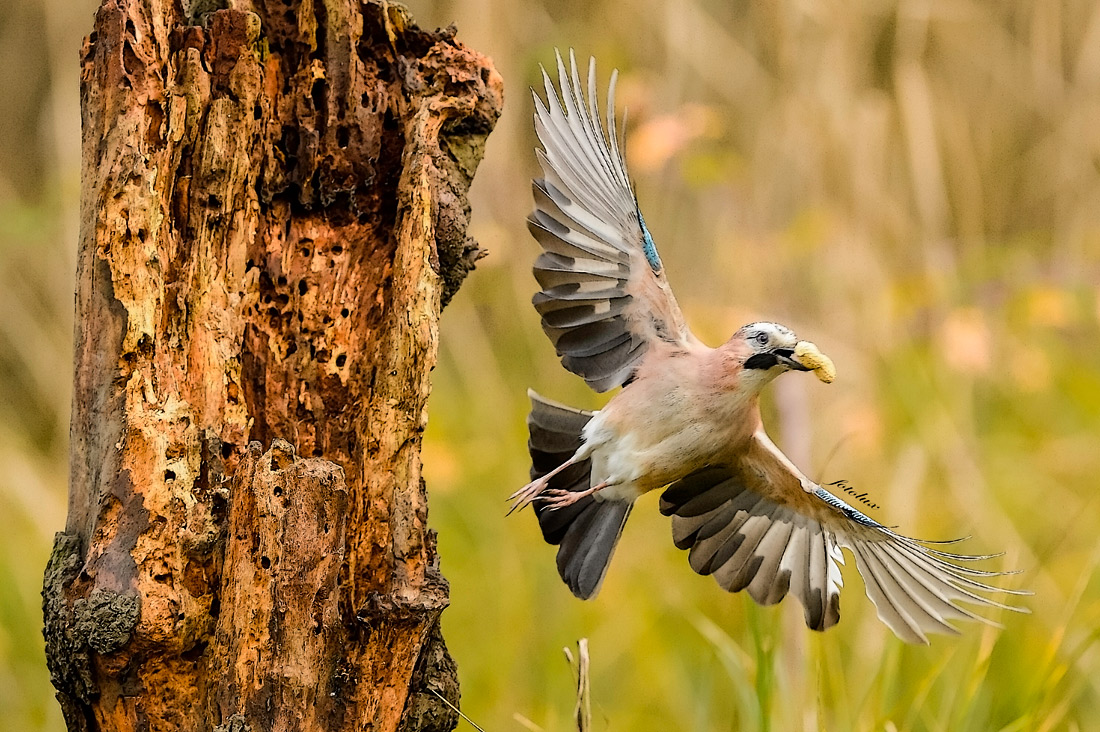 Ghiandaia (Oasi Cervara) nn perfetta ma mi piace !!!