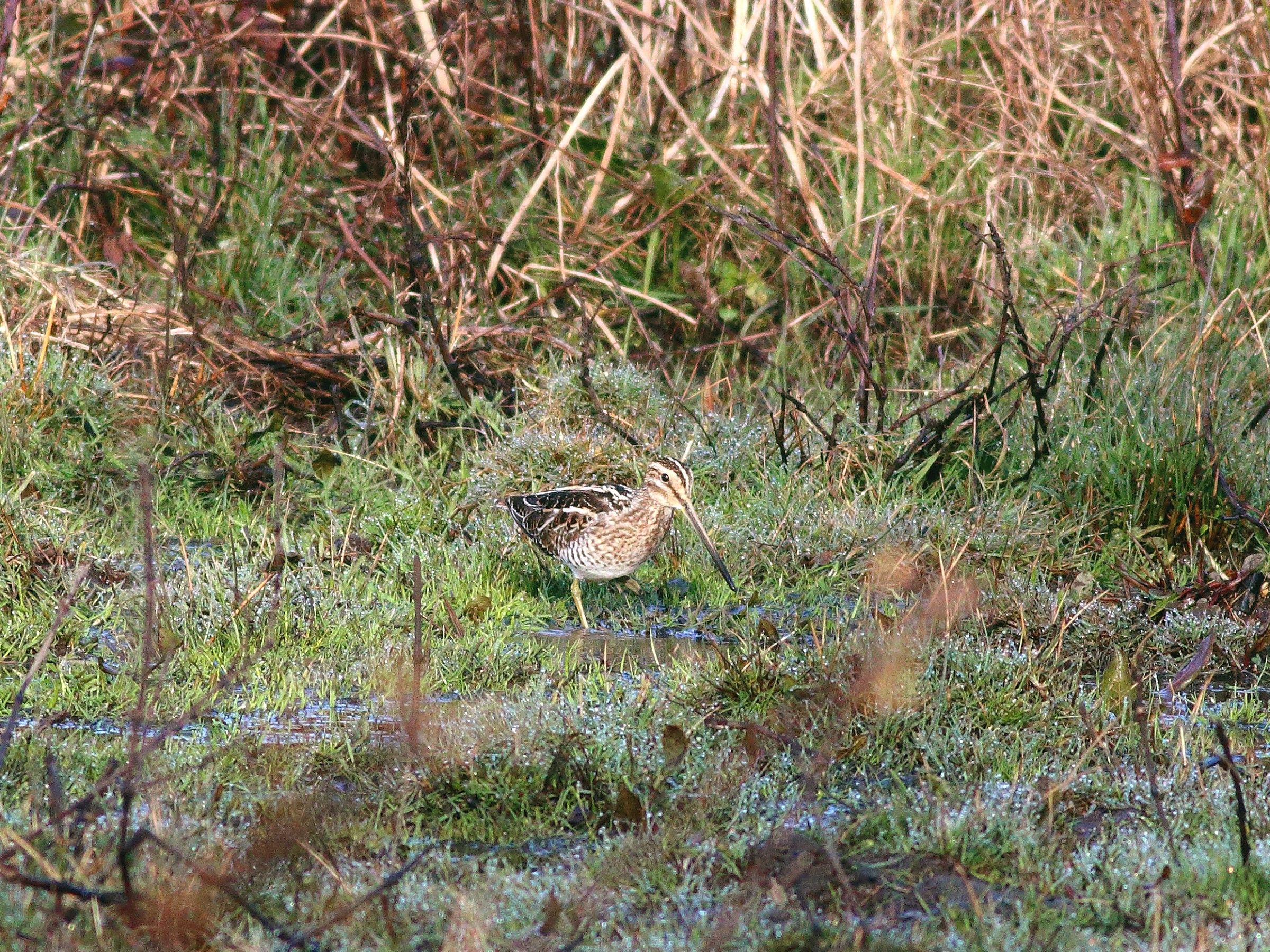 Woodcock in search of breakfast