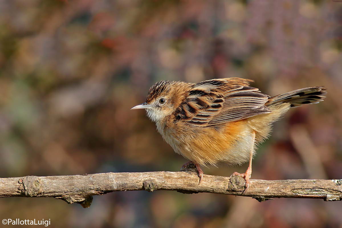 Beccamoschino (Cisticola juncidis)