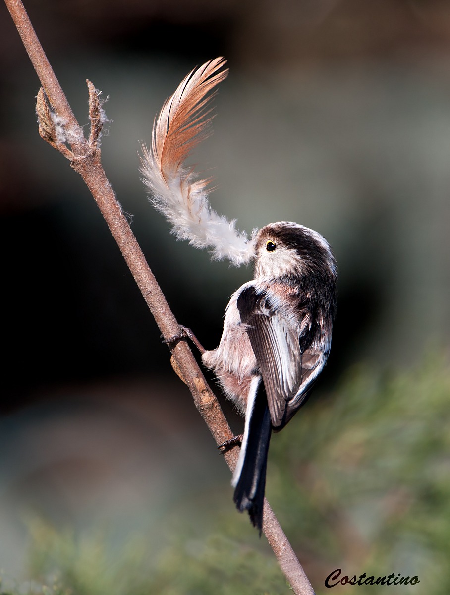 Long-tailed Tit (Aegithalos caudatus)
