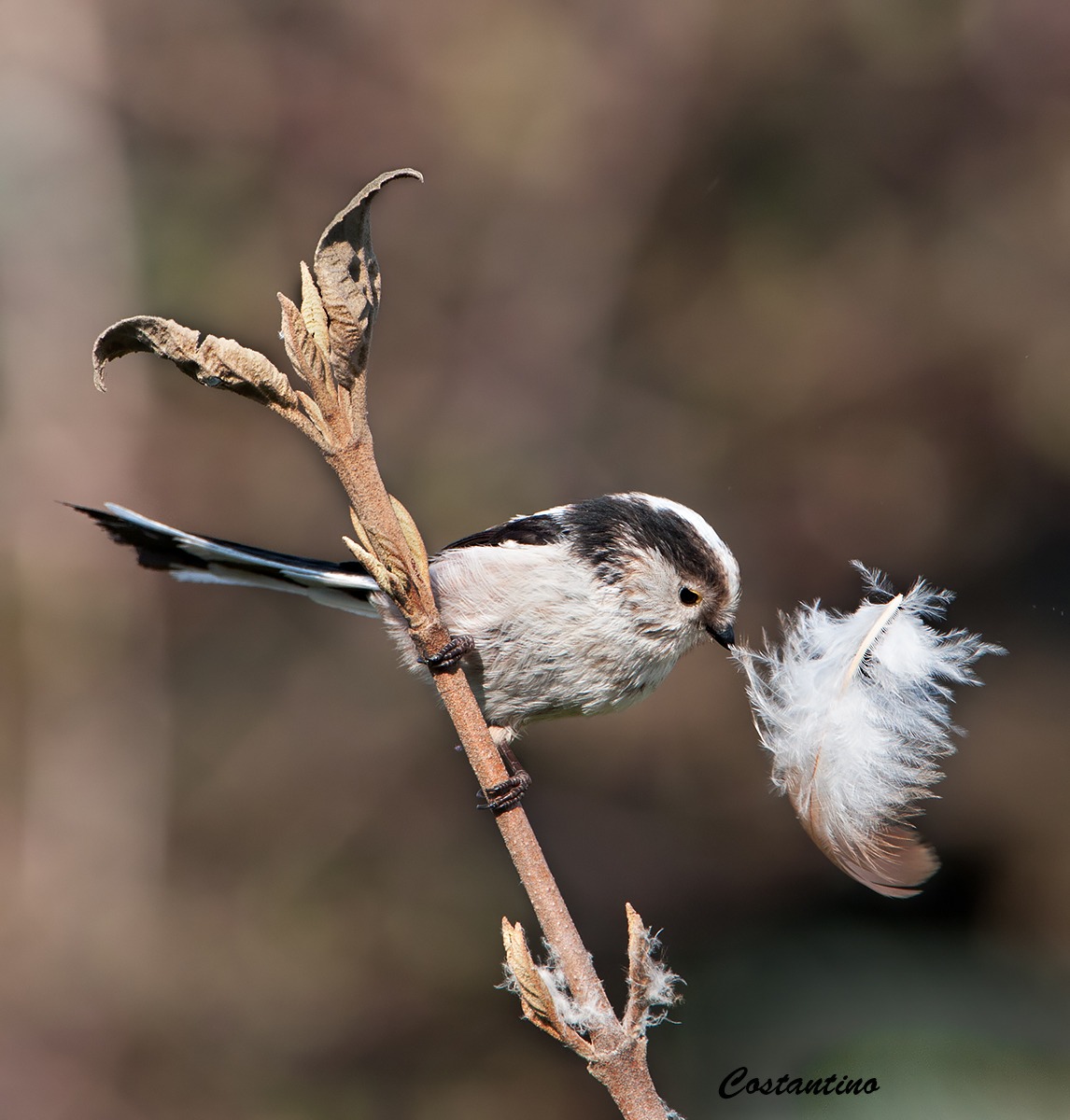 Long-tailed Tit (Aegithalos caudatus)