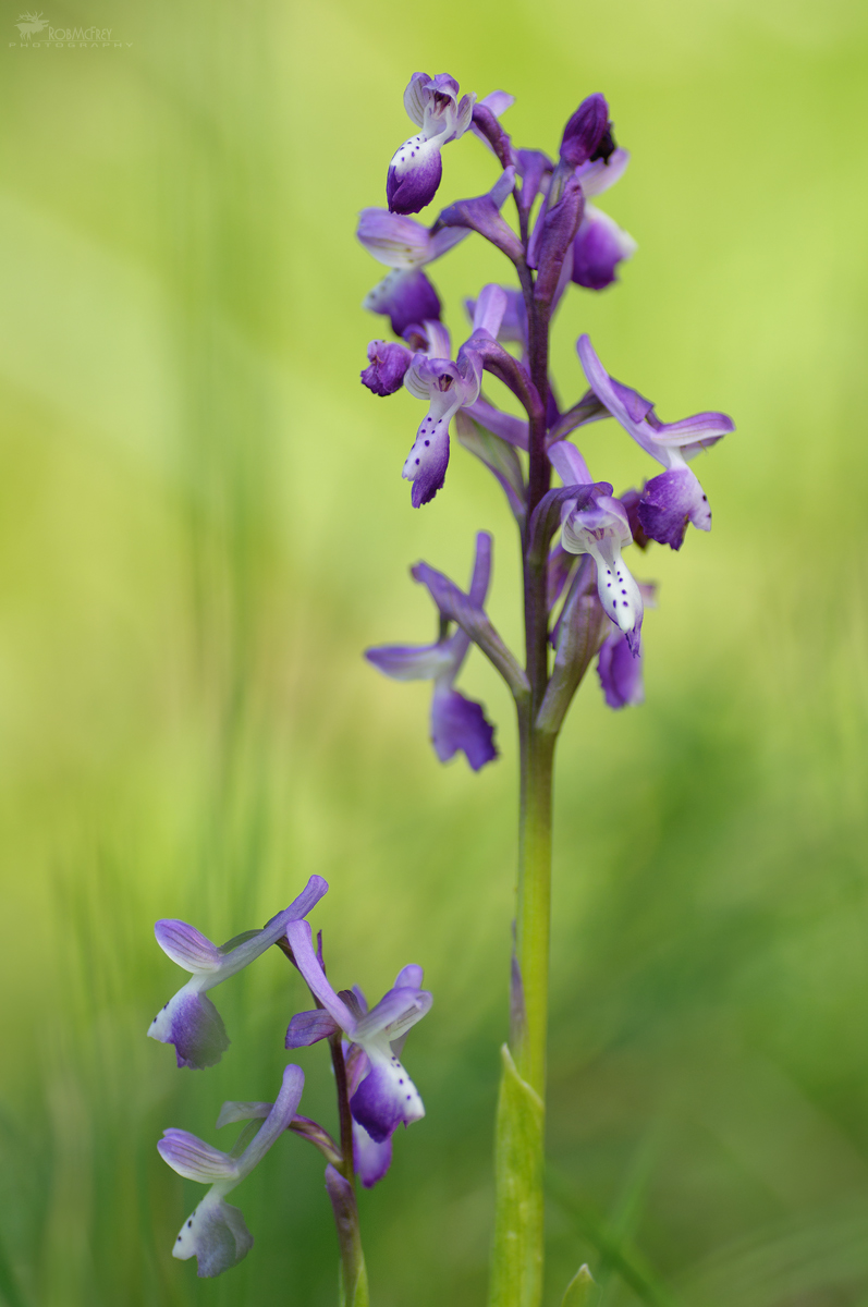 Anacamptis Longicornu