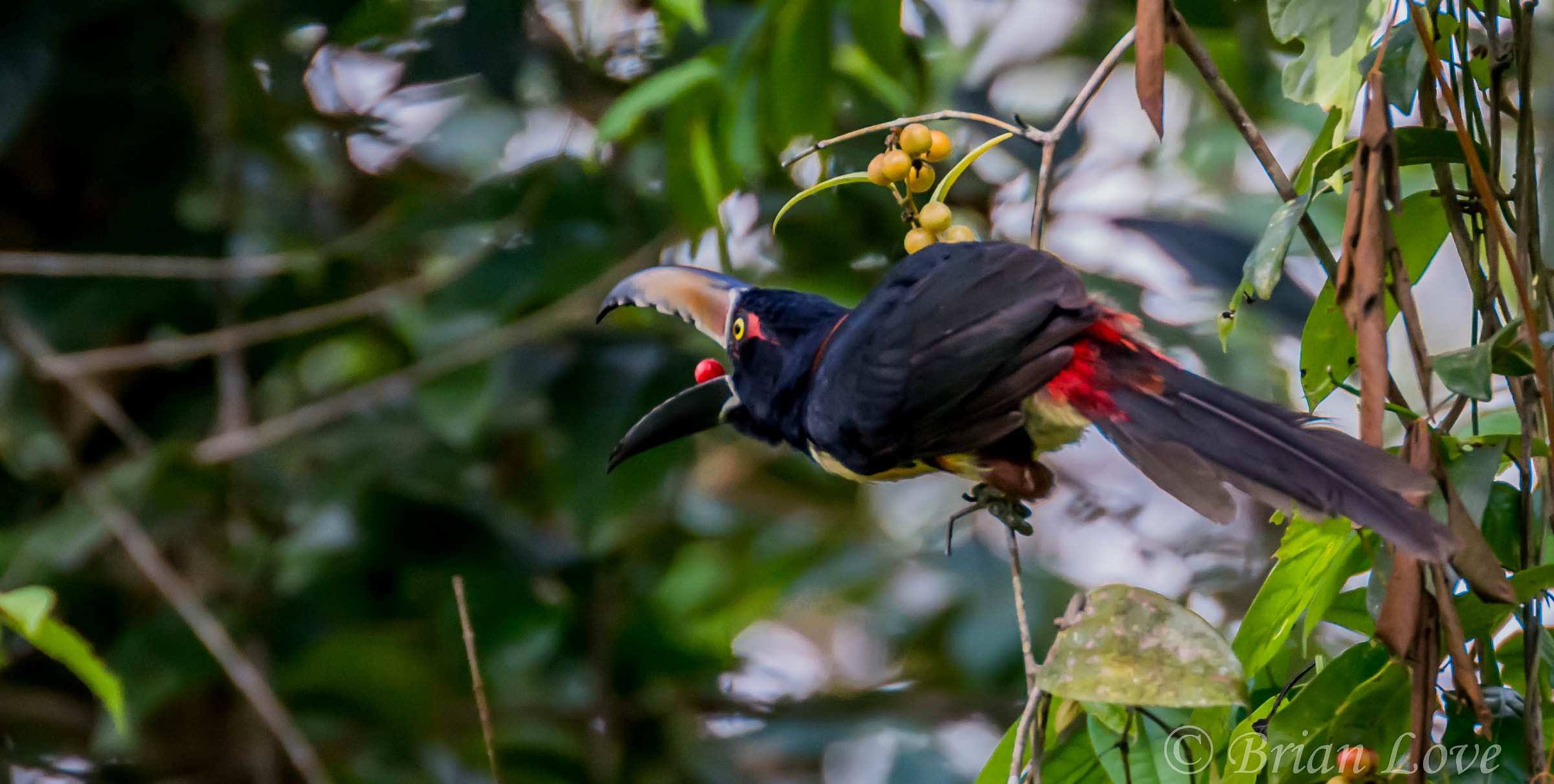 Collared Aracari