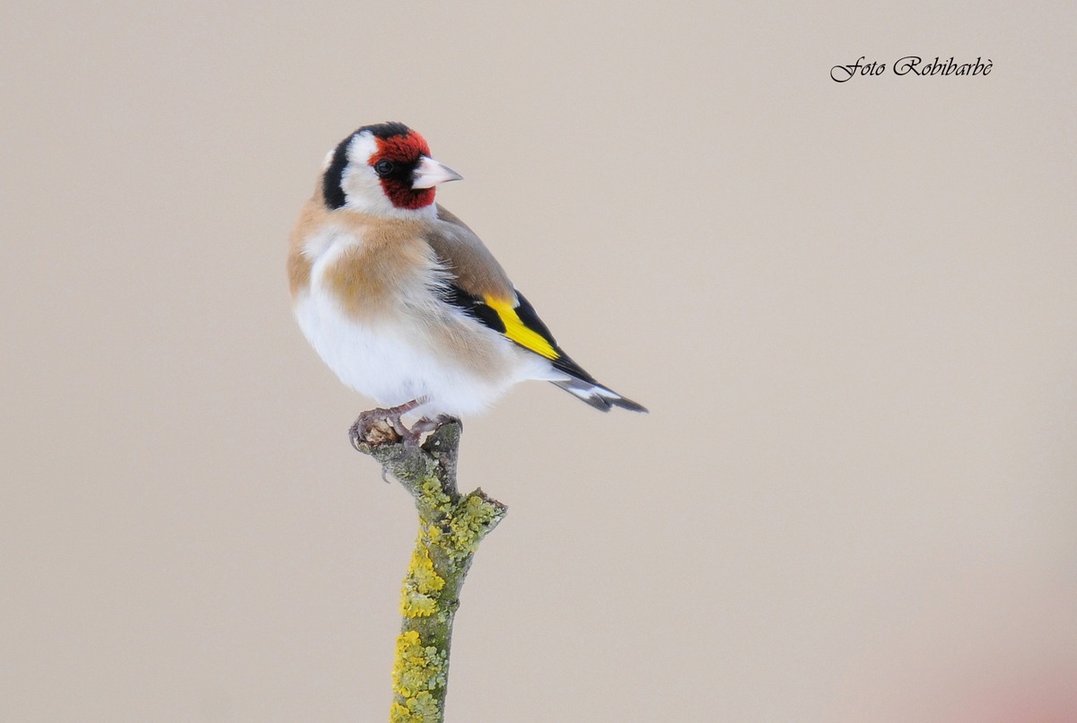 Goldfinch ....