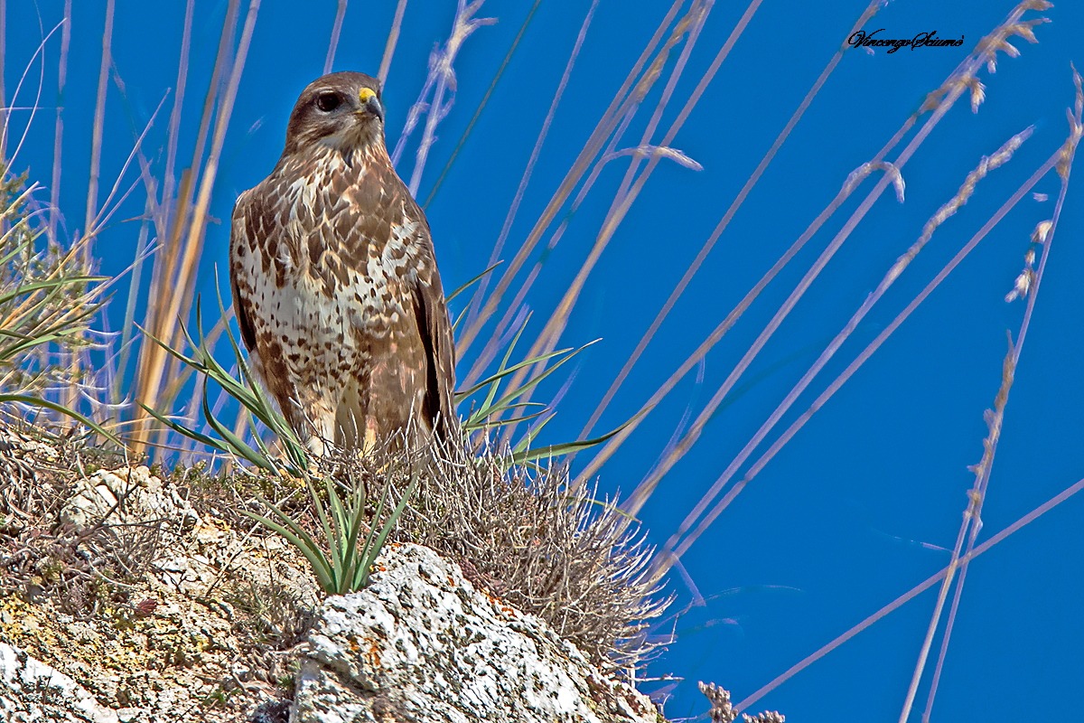 Buzzard (Buteo buteo)