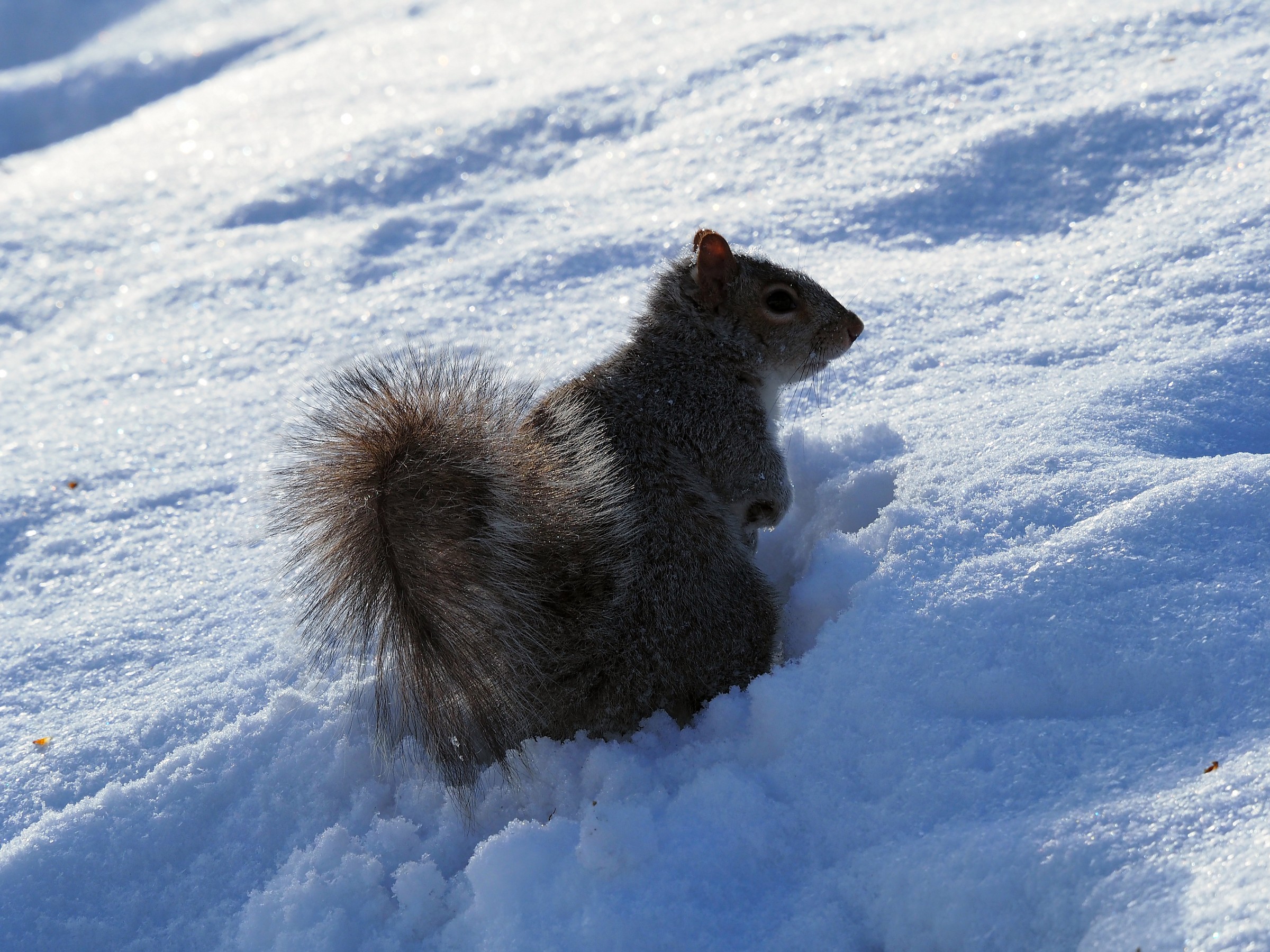 scoiattolo central park