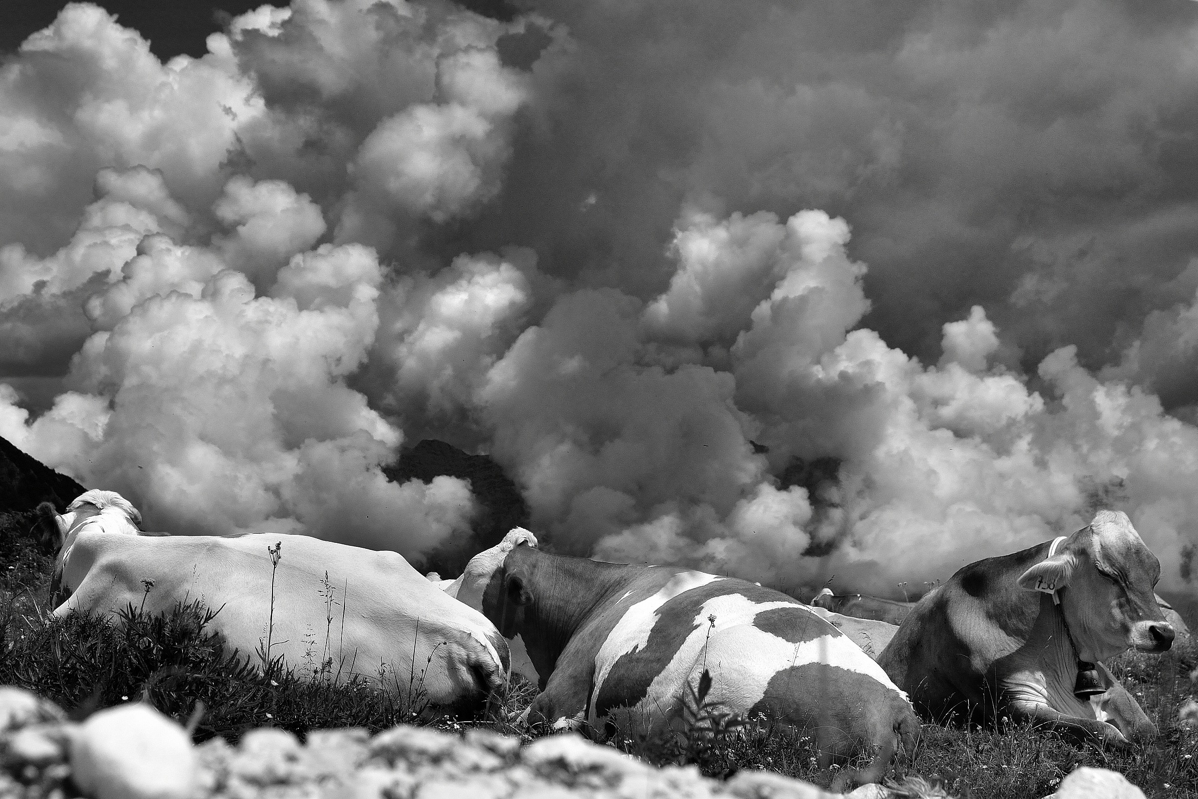 Cows and clouds ...