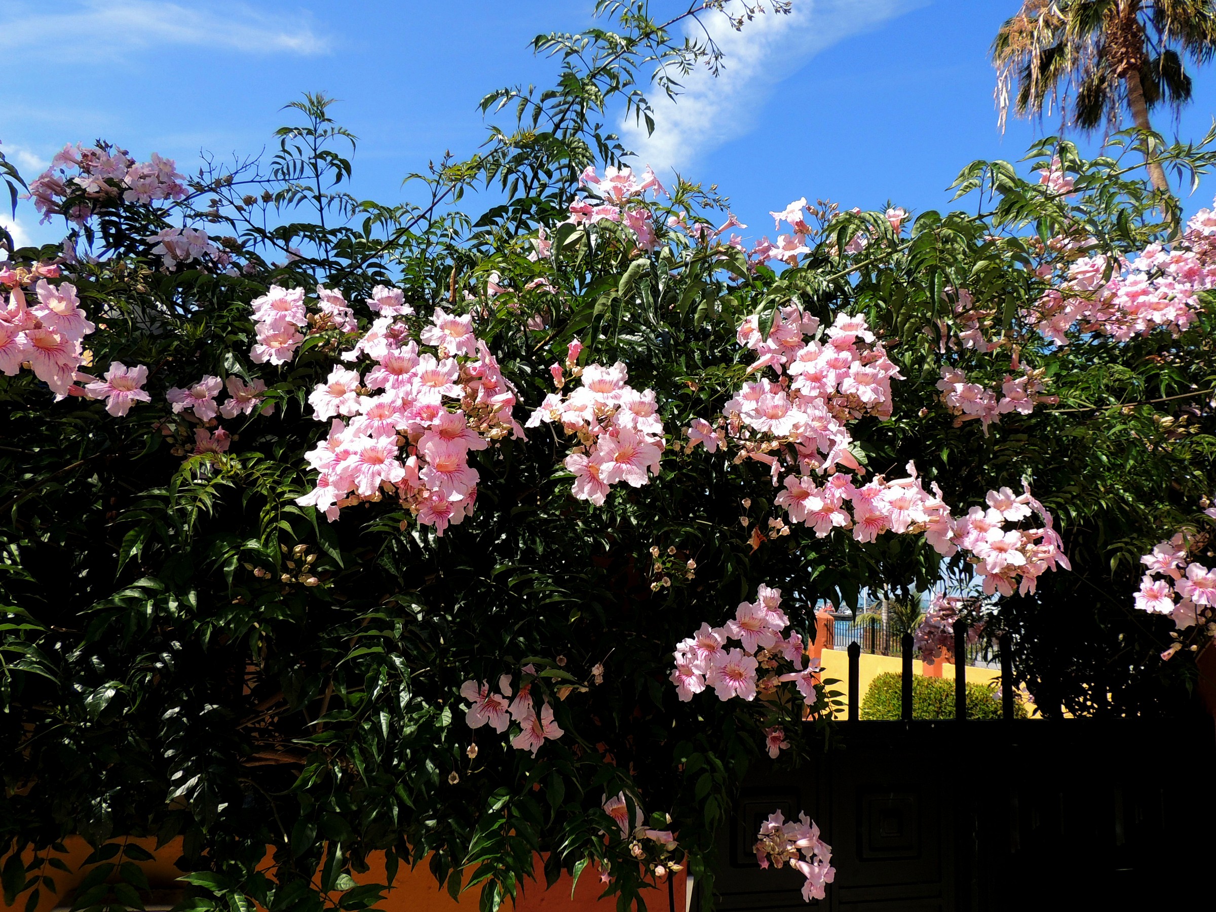 Tenerife-cancello fiorito di podranea ricasoliana
