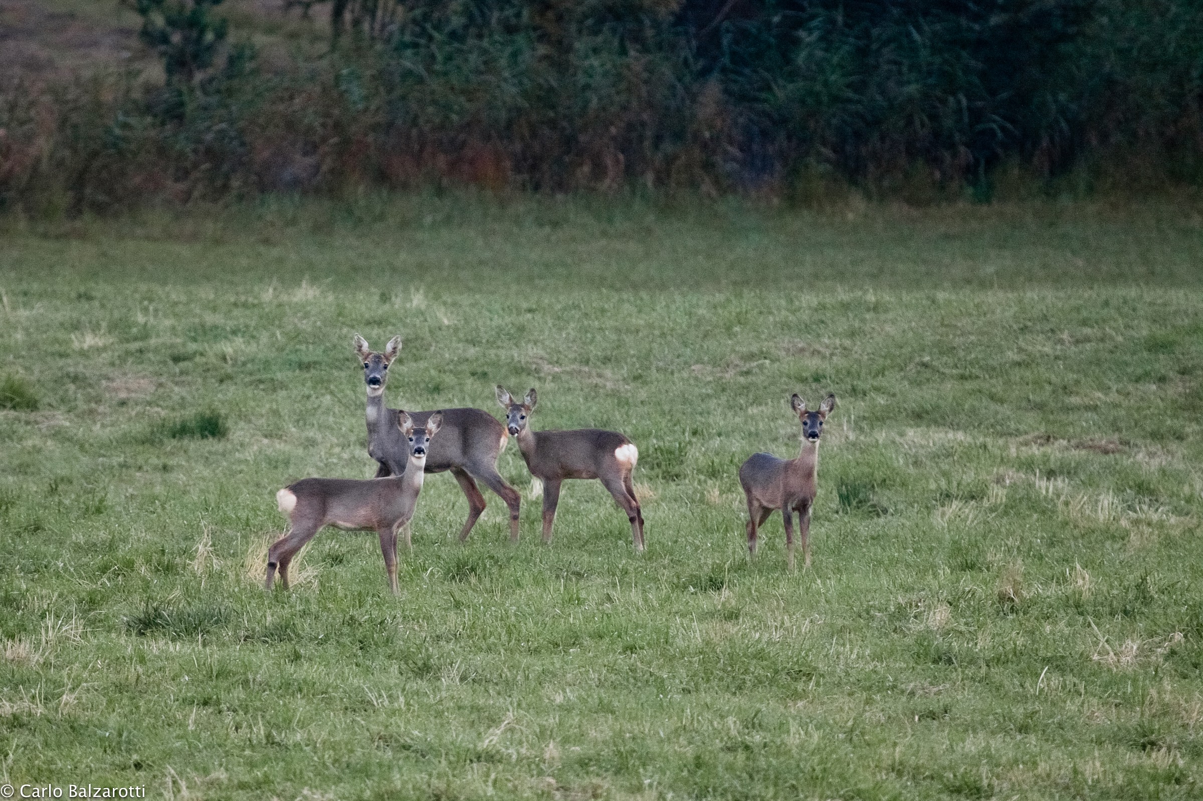 capriolo femmina con 3 cuccioli