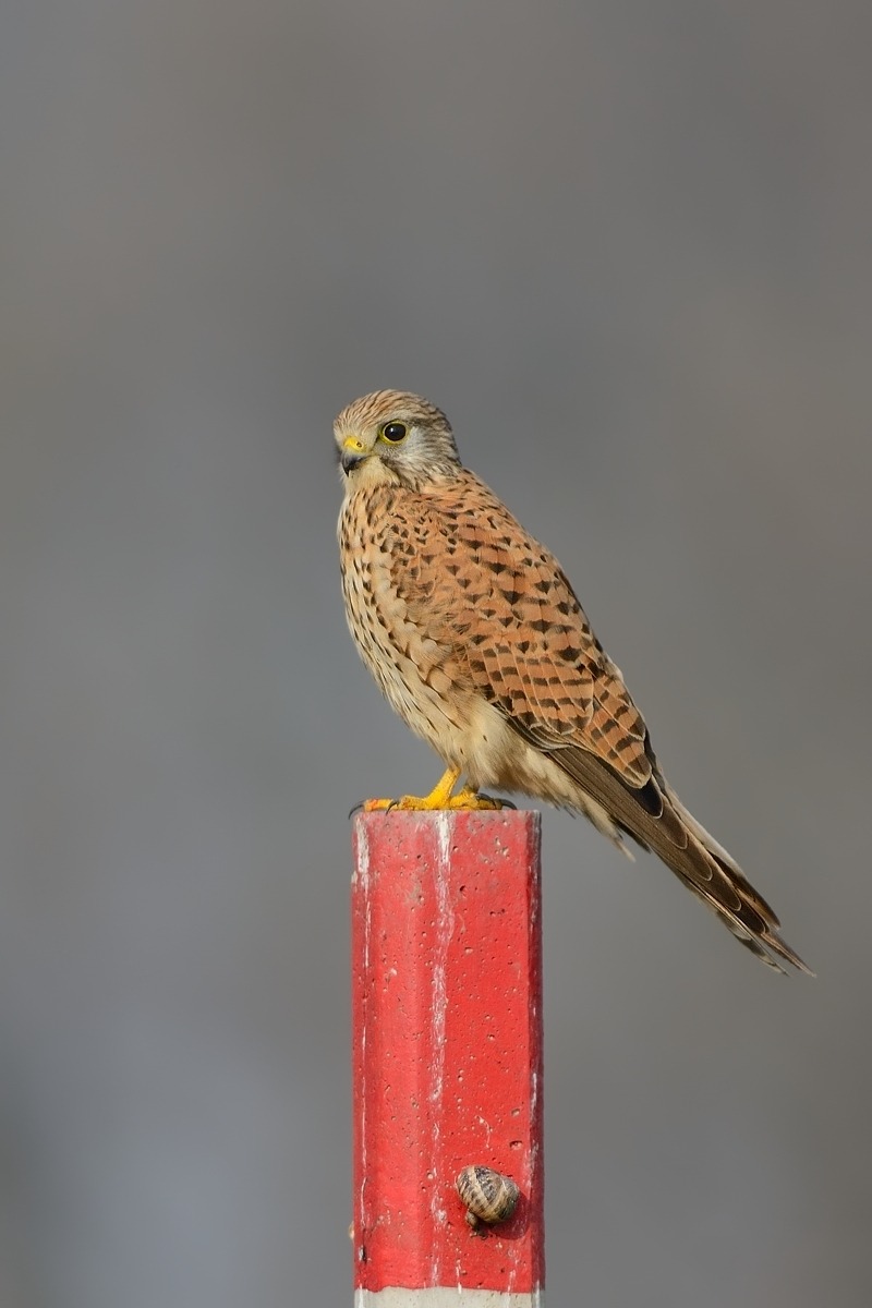 Kestrels and Snail.
