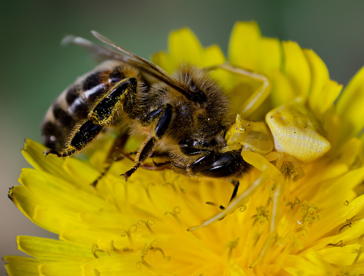 Preda di un perfetto mimetismo!