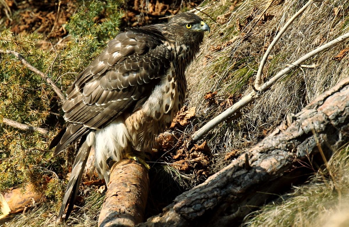 Ball of feathers ...