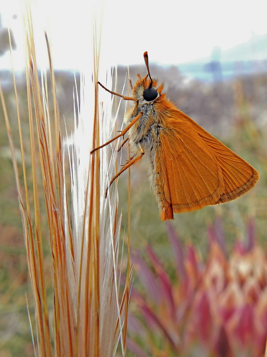 Thymelicus acteon su spiga di grano