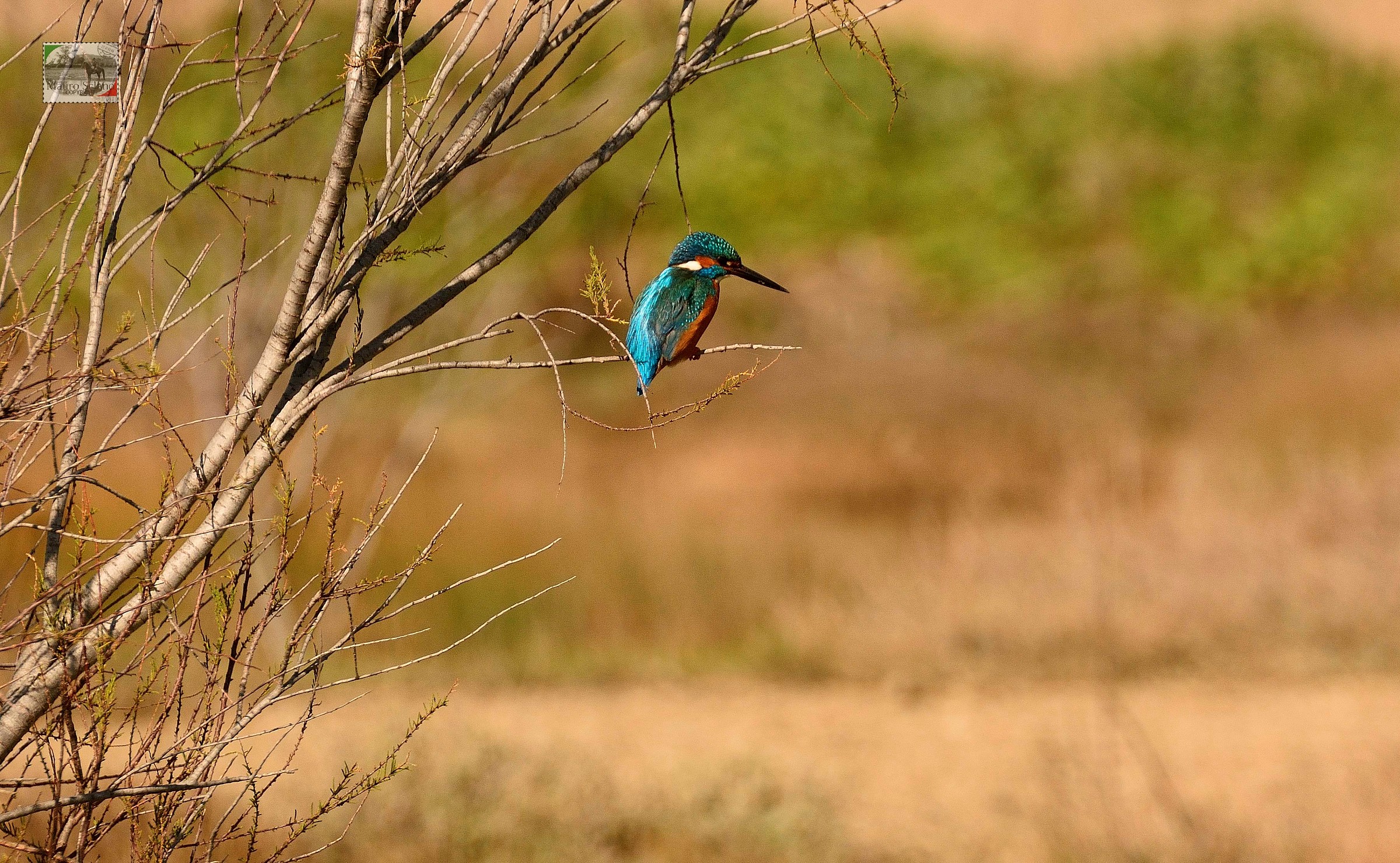 Kingfisher