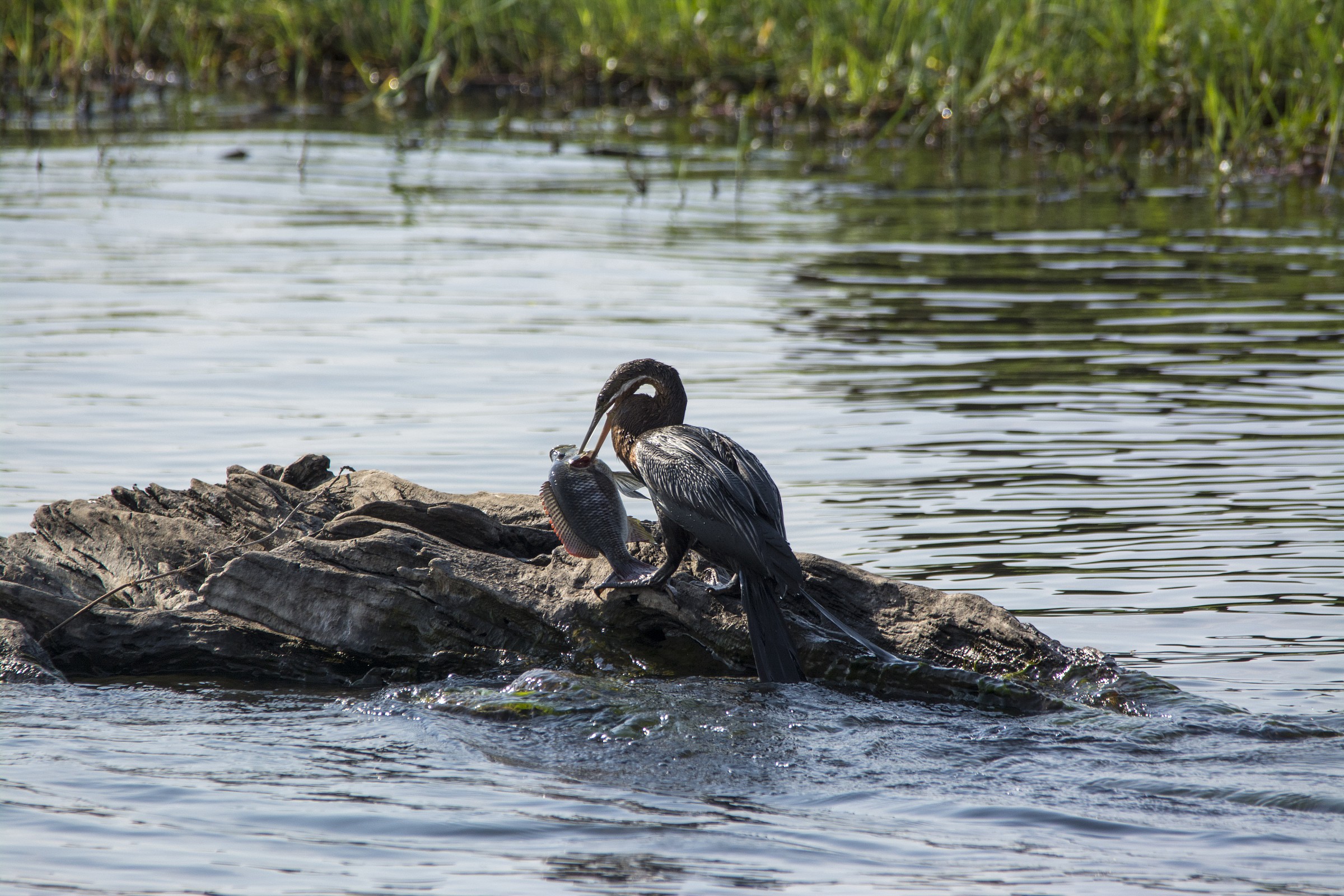 Chobe National Park