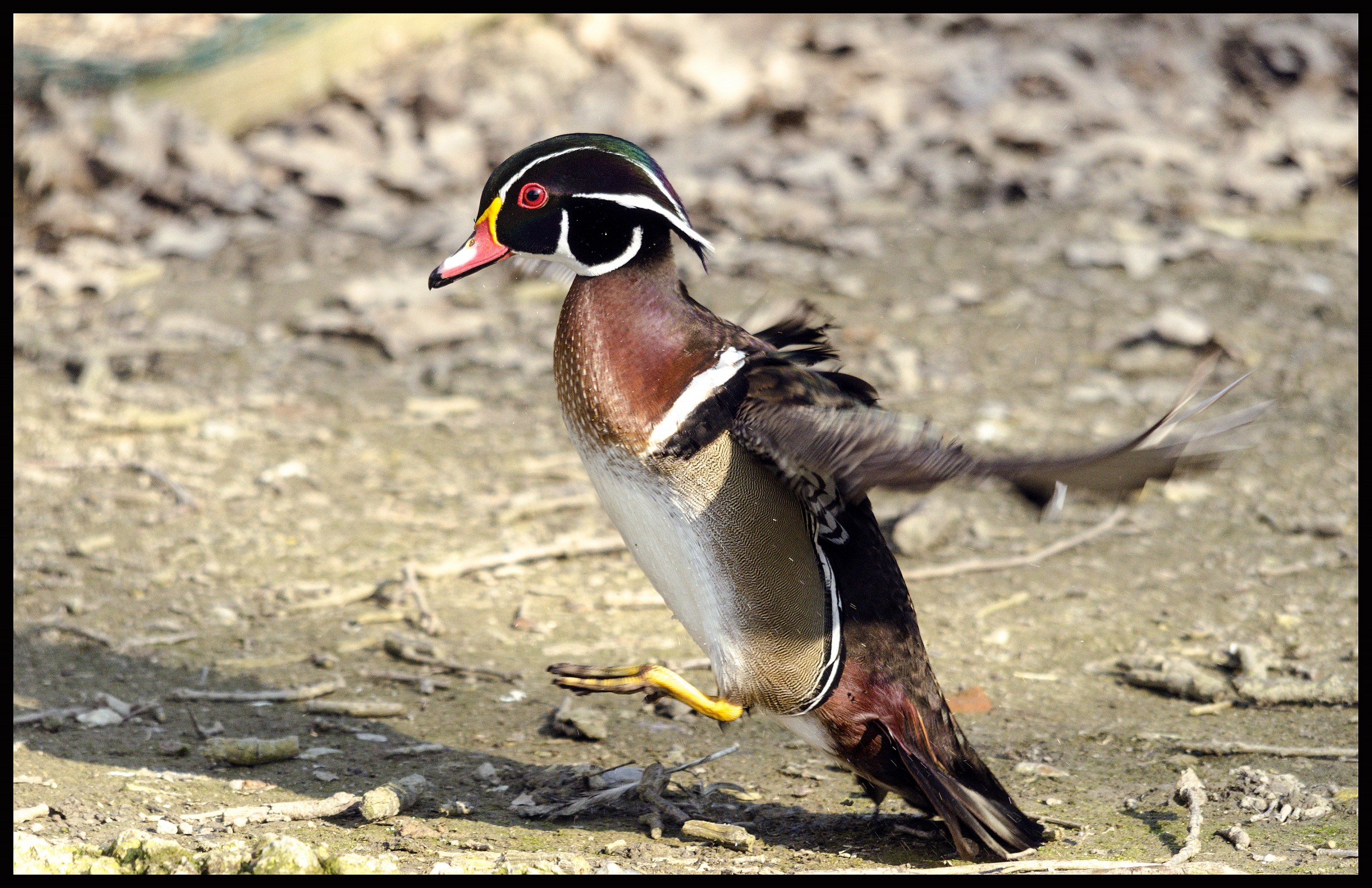 Male Carolina Aix sponsa