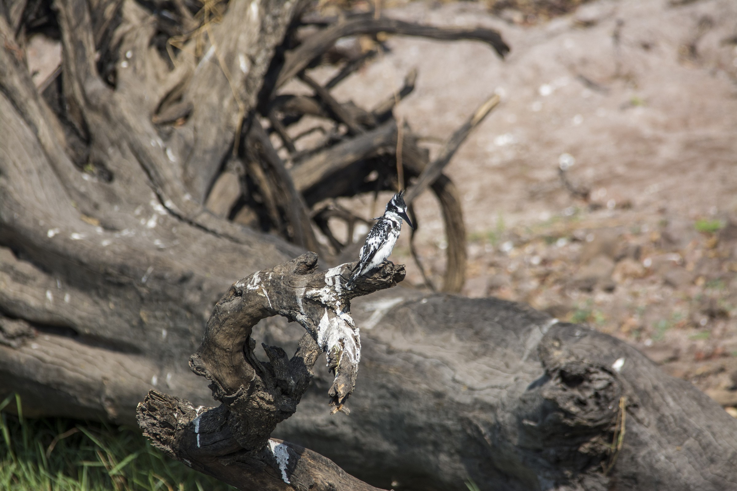 Pied Kingfisher