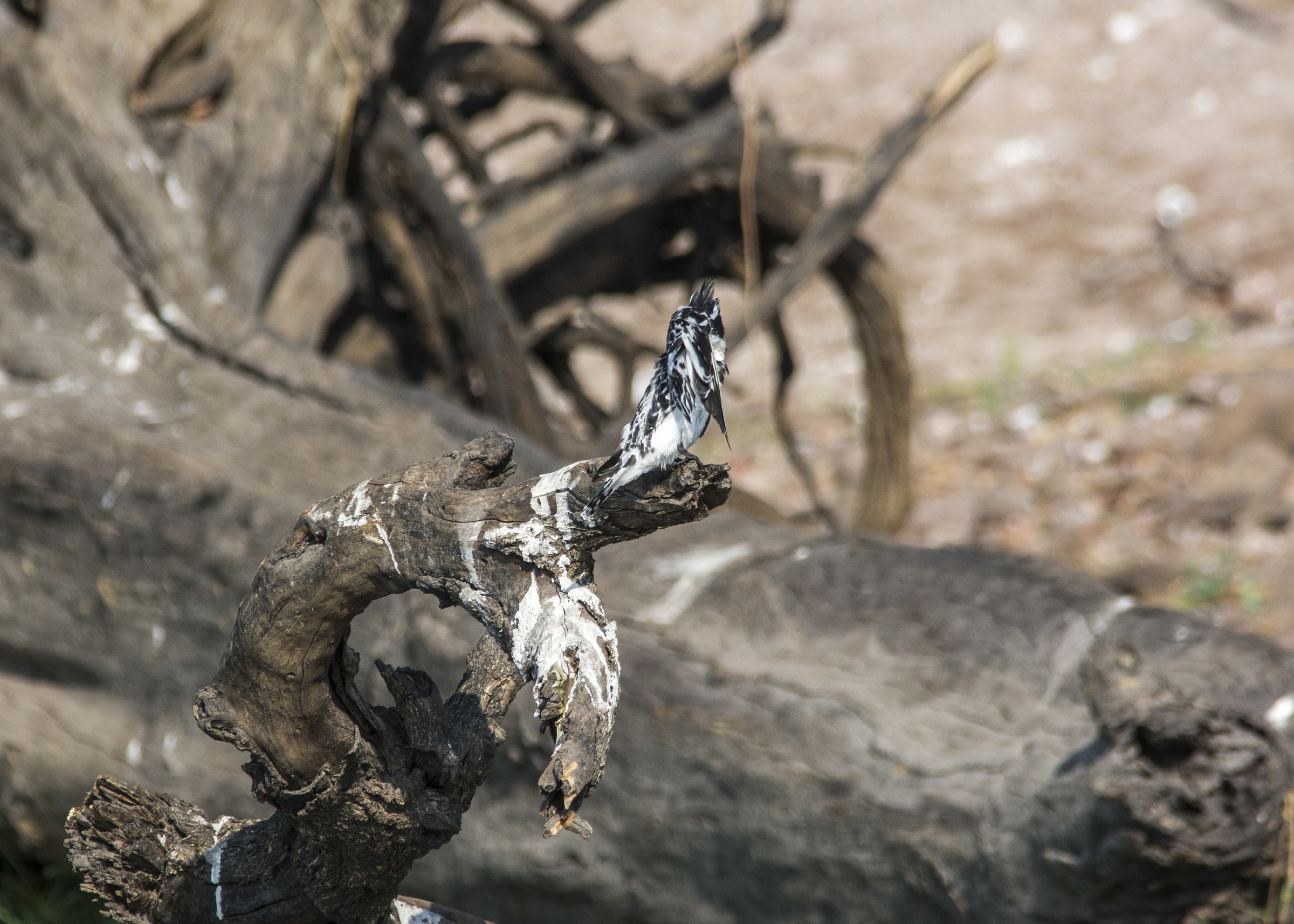 Pied Kingfisher