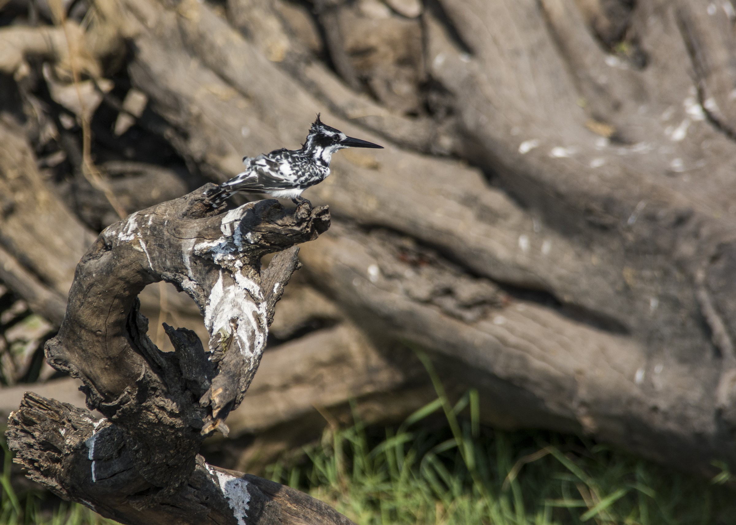 Pied Kingfisher