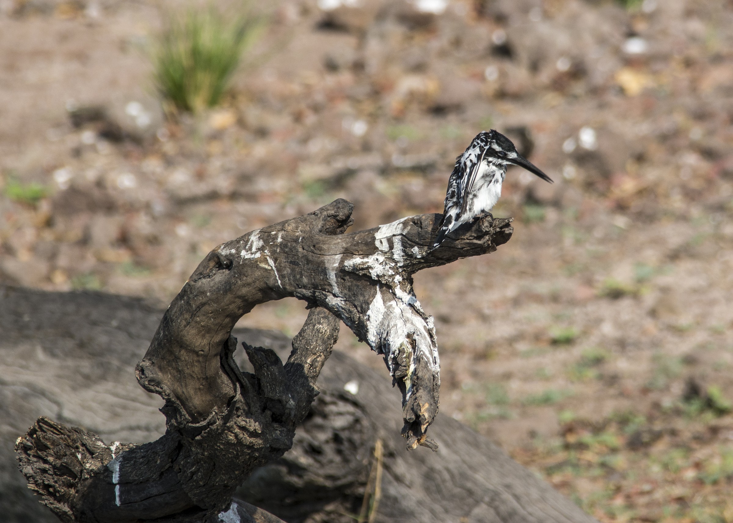 Pied Kingfisher